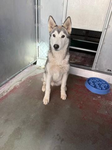 COLUMBIA, Adoptable, Young Male Husky.