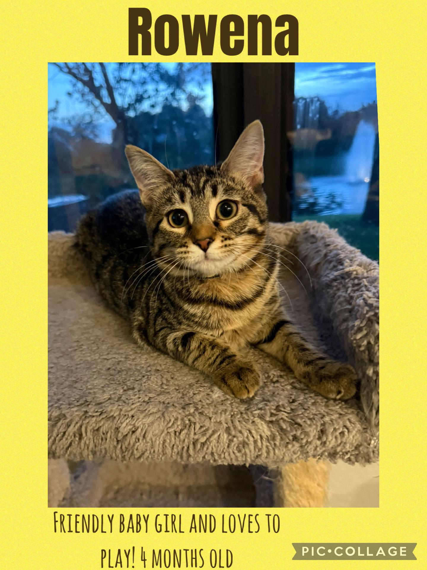 Rowena, Adoptable, Young Female Domestic Short Hair.