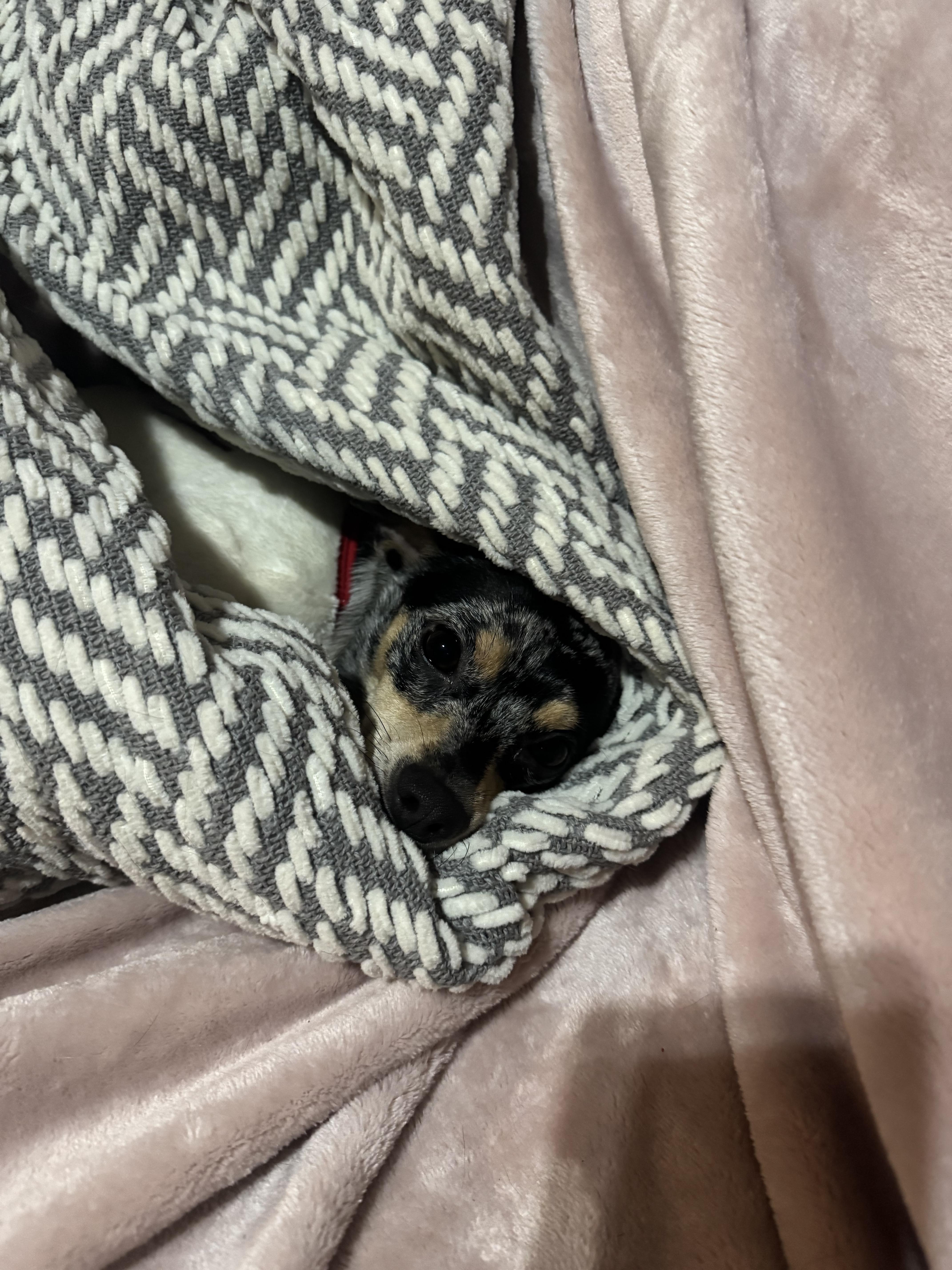 Minnie , ADOPTABLE, Young Female Chihuahua.