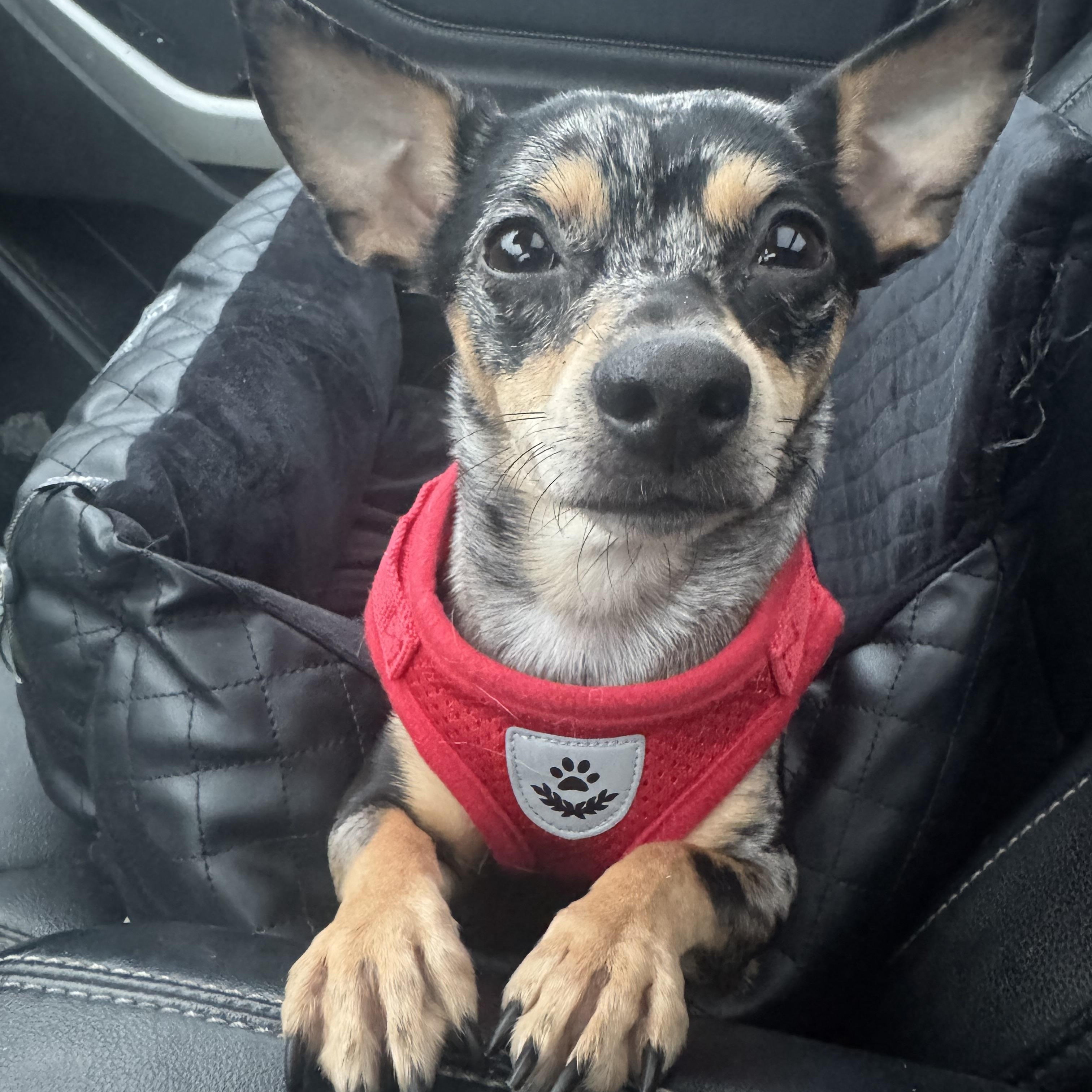 Minnie , a ADOPTABLE Chihuahua in Cedar Rapids, IA image 2/5