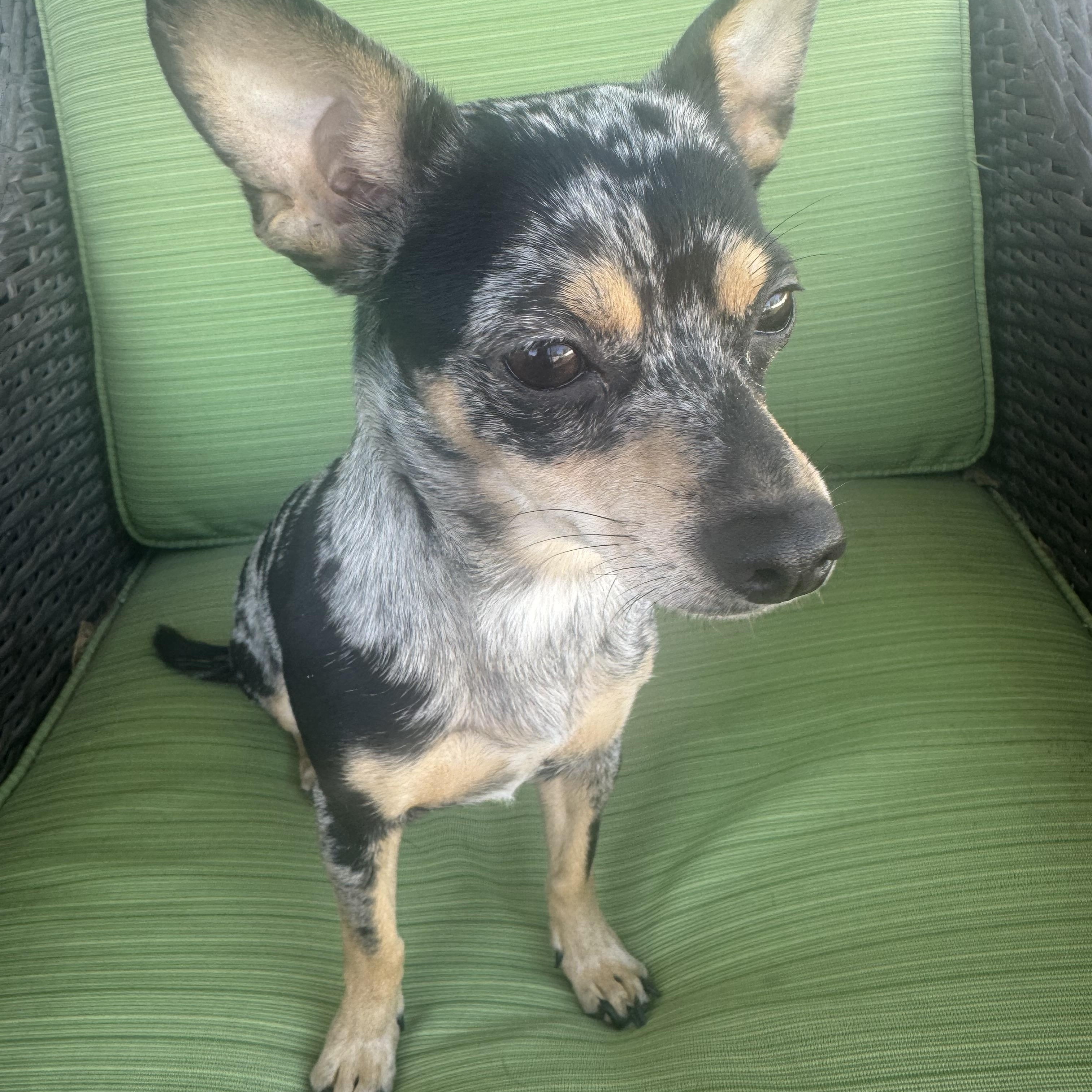 Minnie , a ADOPTABLE Chihuahua in Cedar Rapids, IA image 3/5