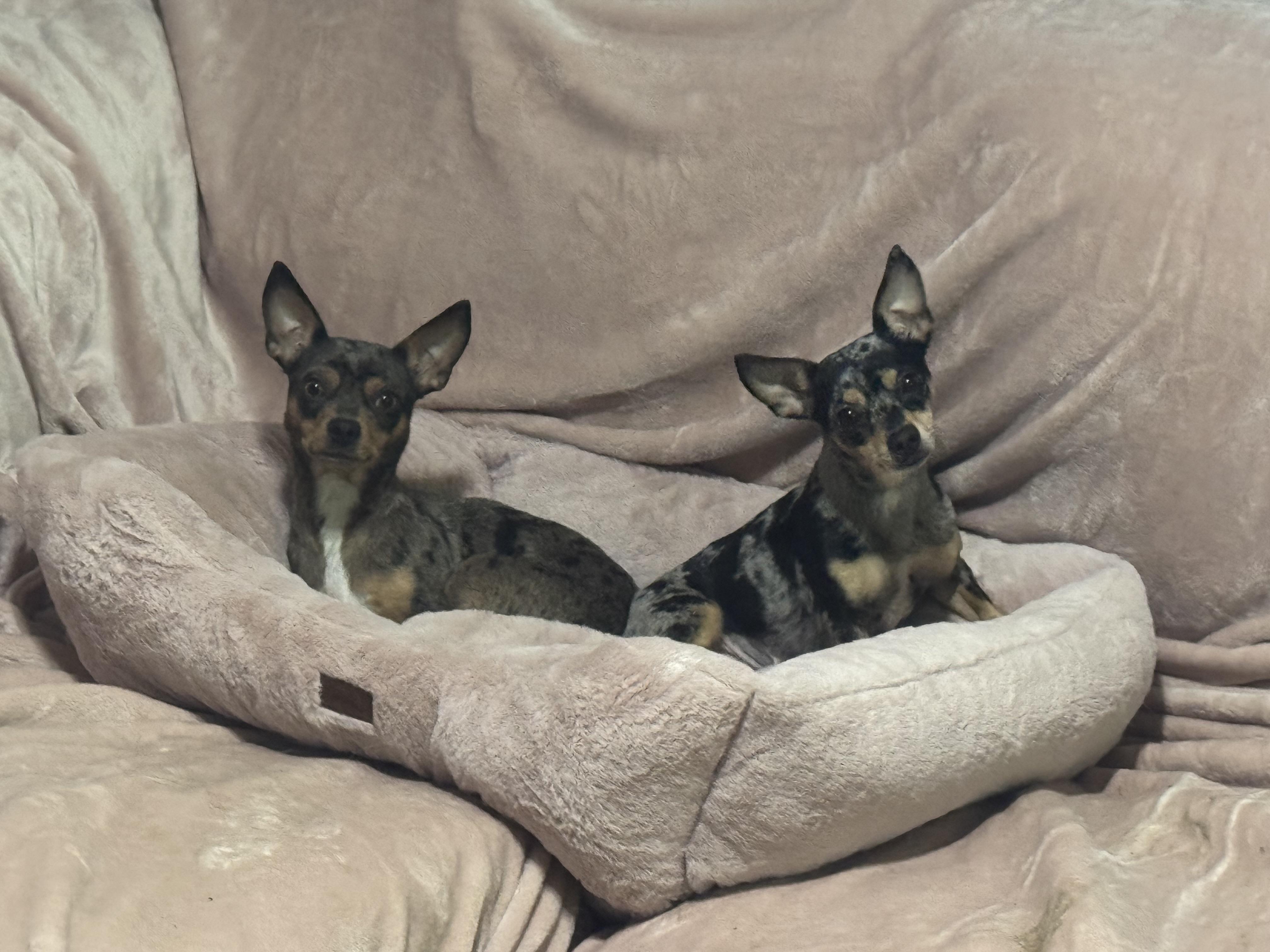 Minnie , a ADOPTABLE Chihuahua in Cedar Rapids, IA image 4/5