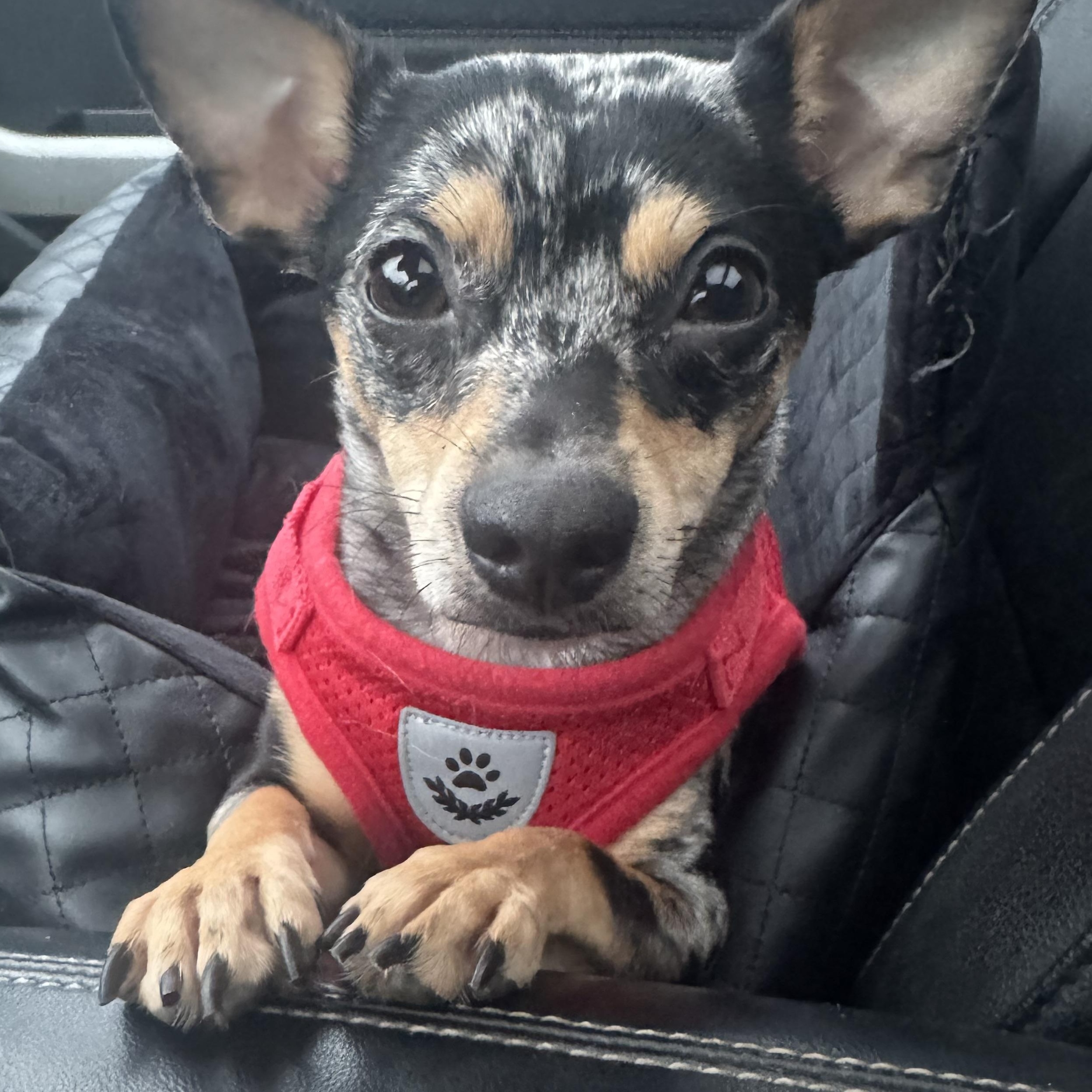 Minnie , a ADOPTABLE Chihuahua in Cedar Rapids, IA image 5/5