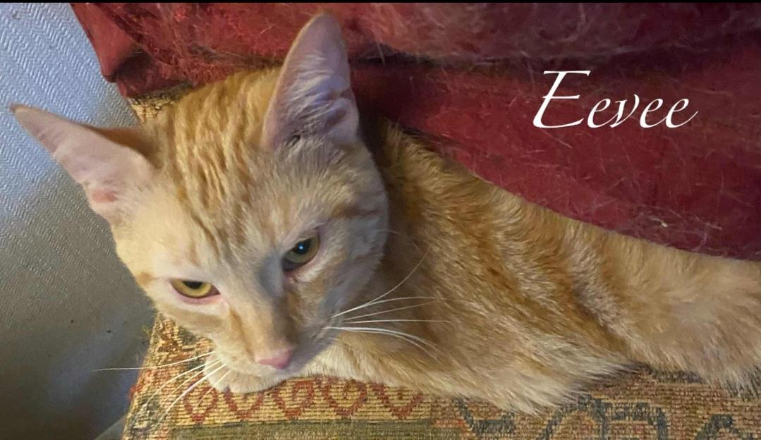 Eevee, Adoptable, Young Female Domestic Short Hair.