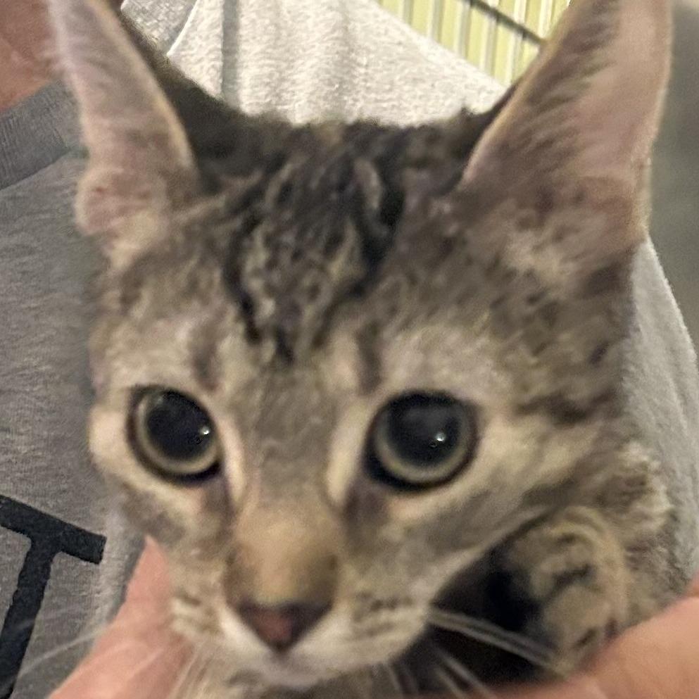 B-Cuddles, Adoptable, Young Female Domestic Short Hair.