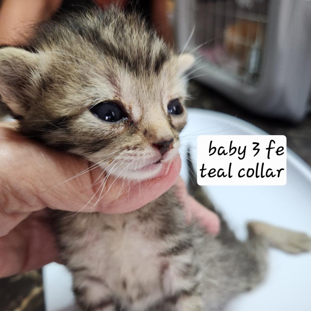 Enlarge B-Cuddles, a Adoptable Domestic Short Hair in Arizona City, AZ image 2/4