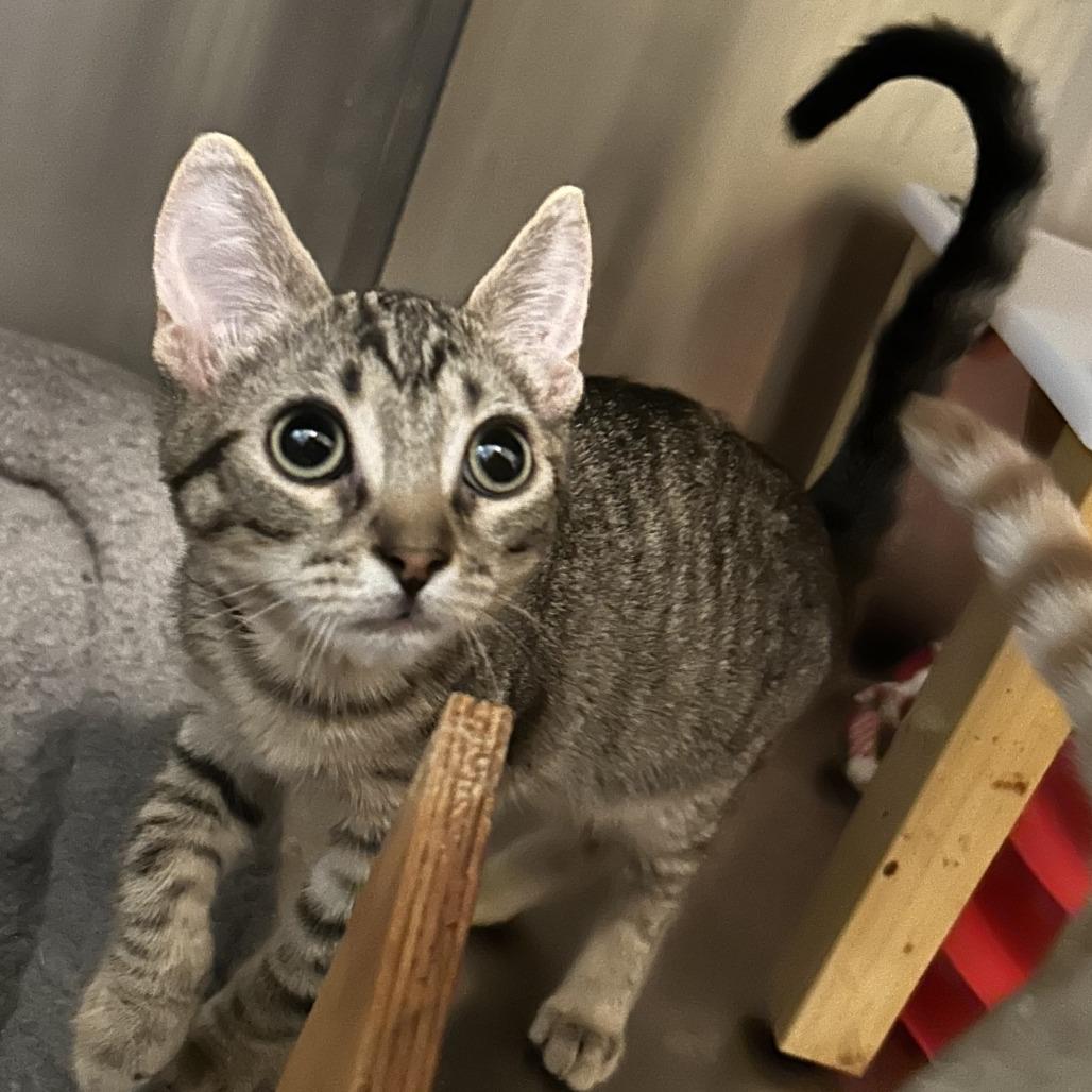 Enlarge B-Cuddles, a Adoptable Domestic Short Hair in Arizona City, AZ image 3/4