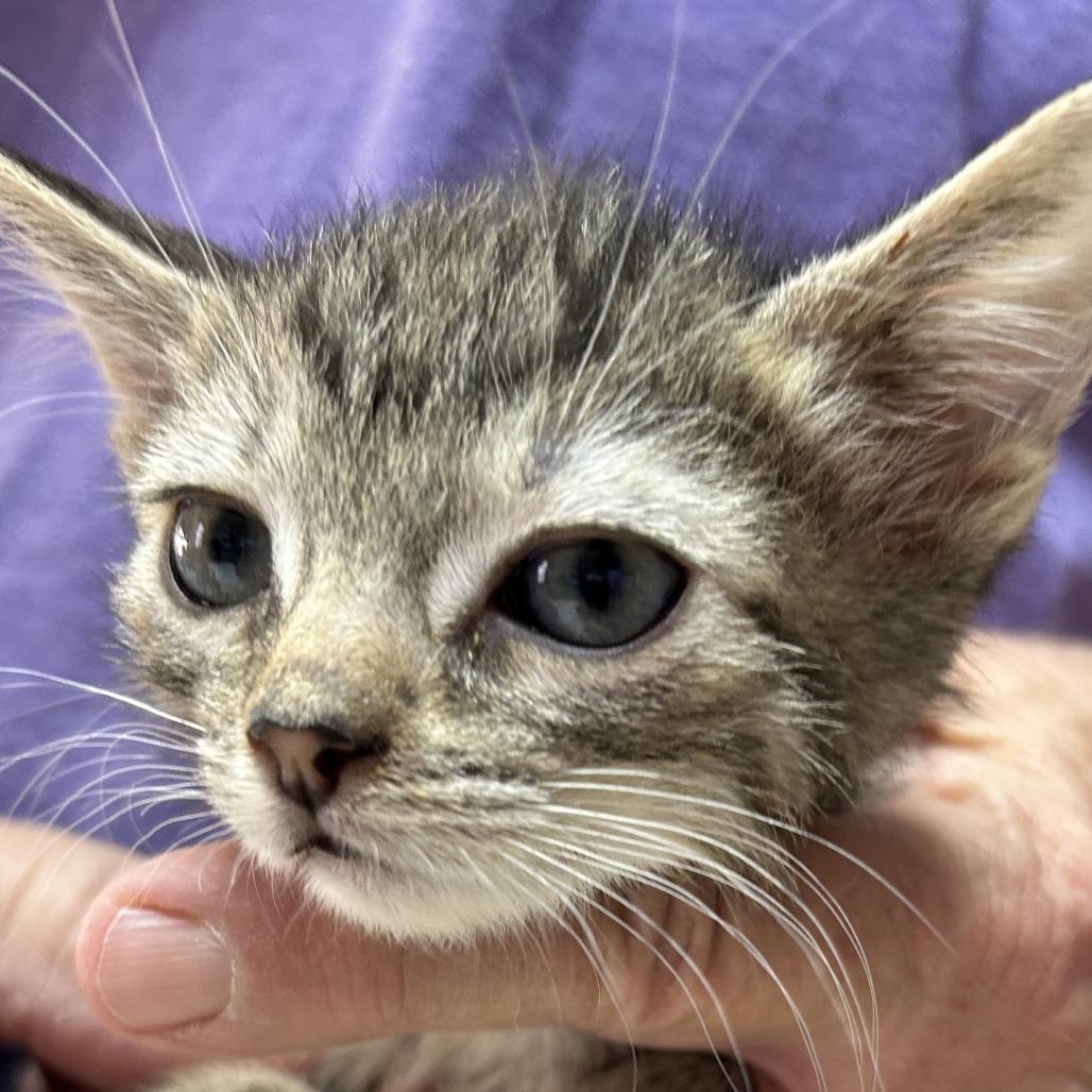 Enlarge B-Cuddles, a Adoptable Domestic Short Hair in Arizona City, AZ image 4/4