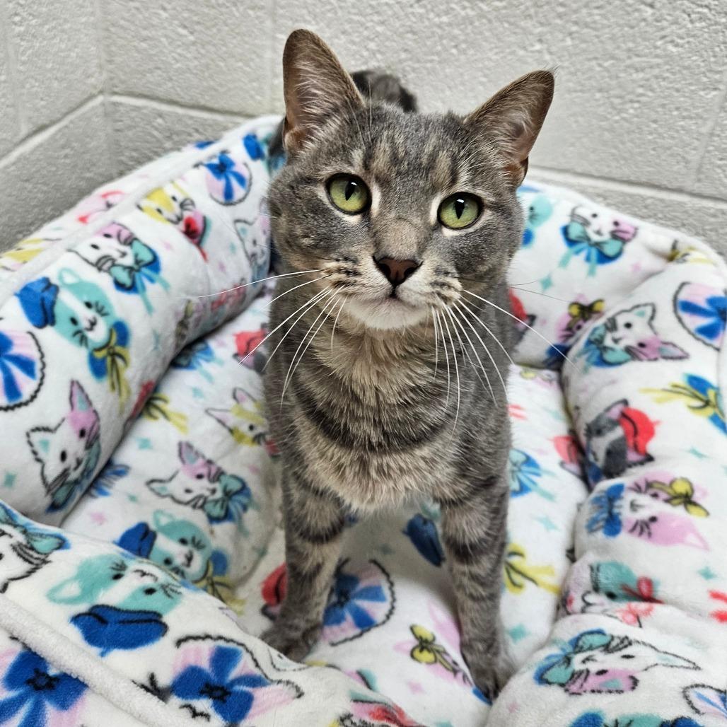 Enlarge Pekka, a Adoptable Domestic Short Hair in Harrisonburg, VA image 1/6