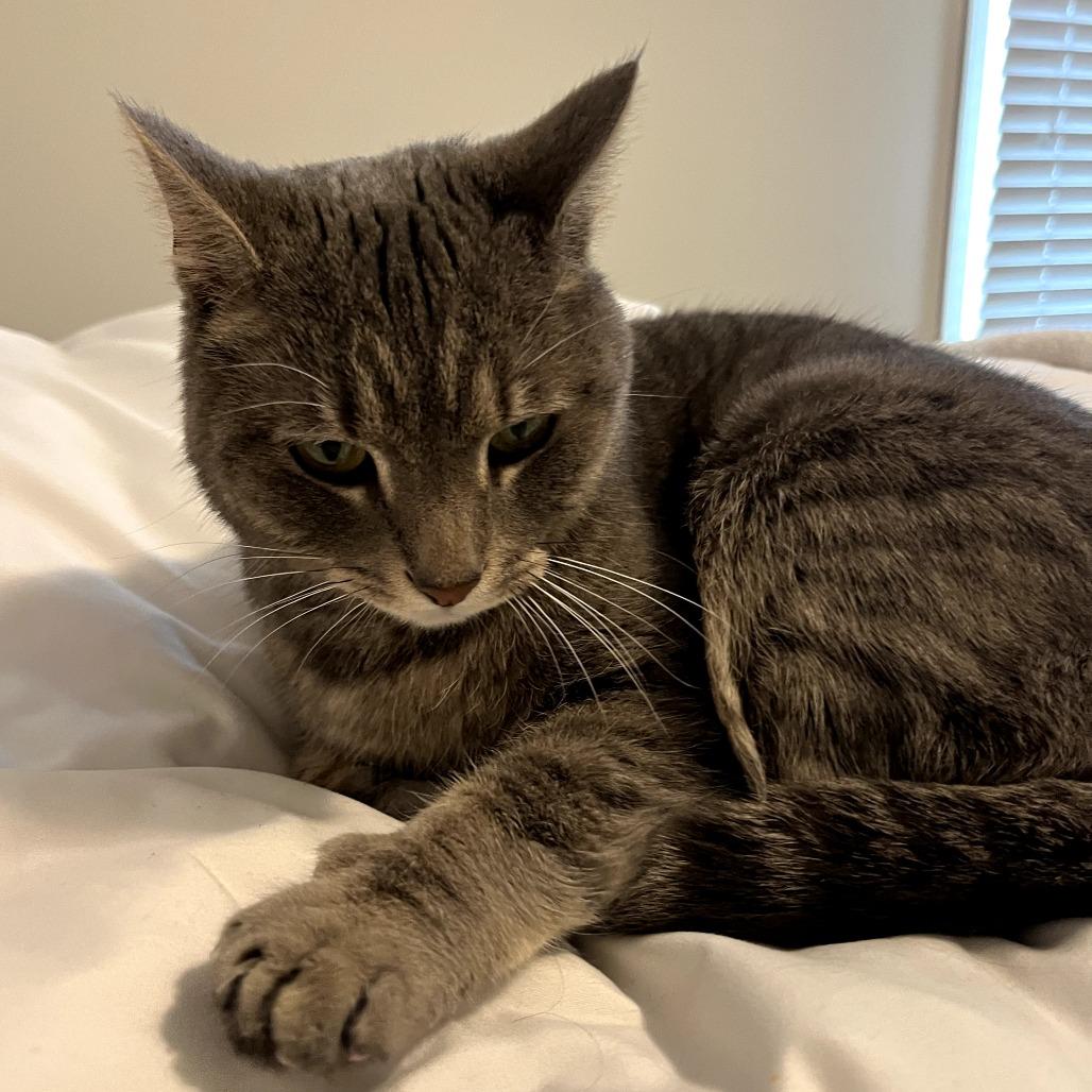 Enlarge Pekka, a Adoptable Domestic Short Hair in Harrisonburg, VA image 2/6