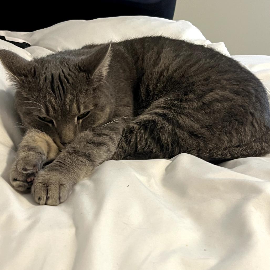 Enlarge Pekka, a Adoptable Domestic Short Hair in Harrisonburg, VA image 3/6