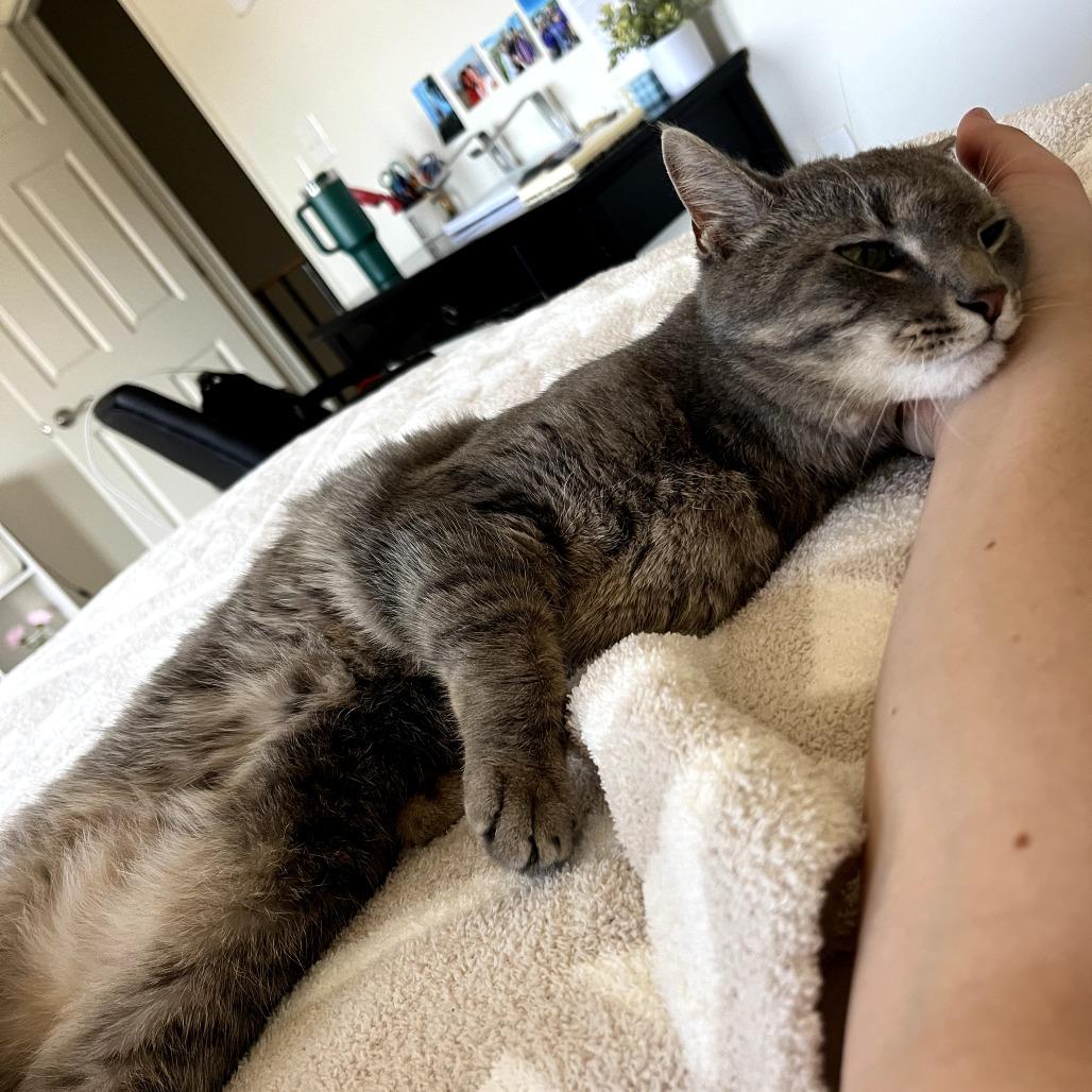 Enlarge Pekka, a Adoptable Domestic Short Hair in Harrisonburg, VA image 4/6