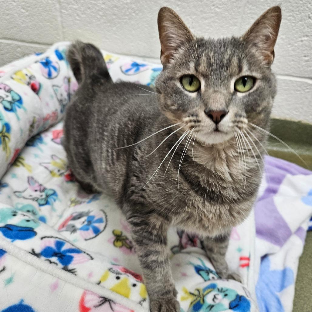 Enlarge Pekka, a Adoptable Domestic Short Hair in Harrisonburg, VA image 5/6