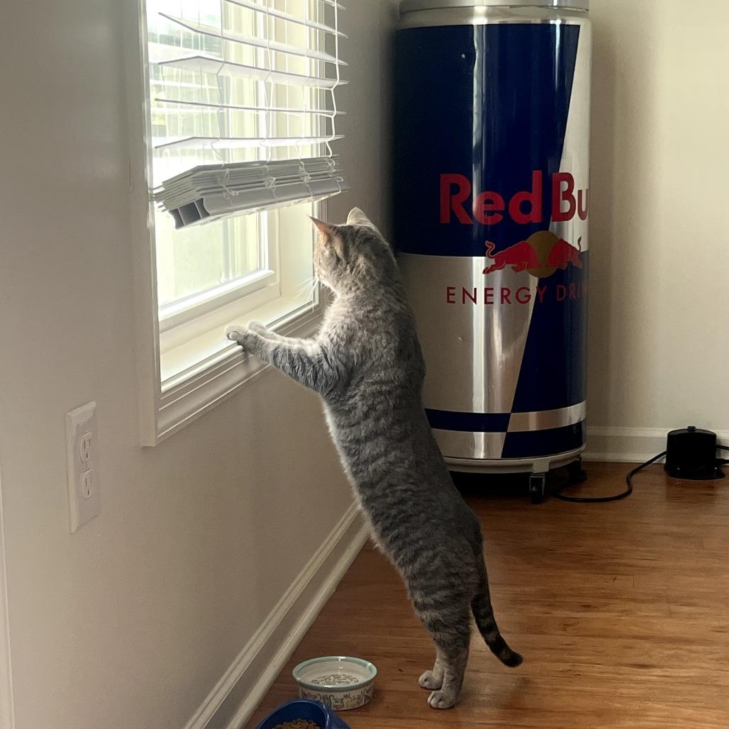 Enlarge Pekka, a Adoptable Domestic Short Hair in Harrisonburg, VA image 6/6