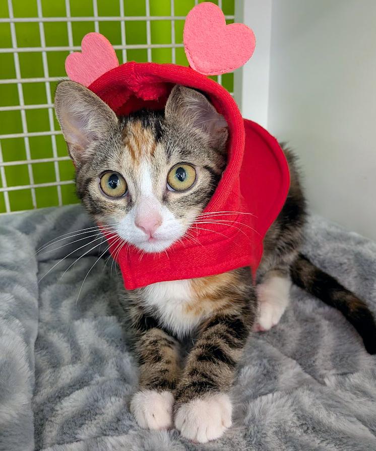 Amelia, adopted, Kitten Female Domestic Short Hair & Tiger.