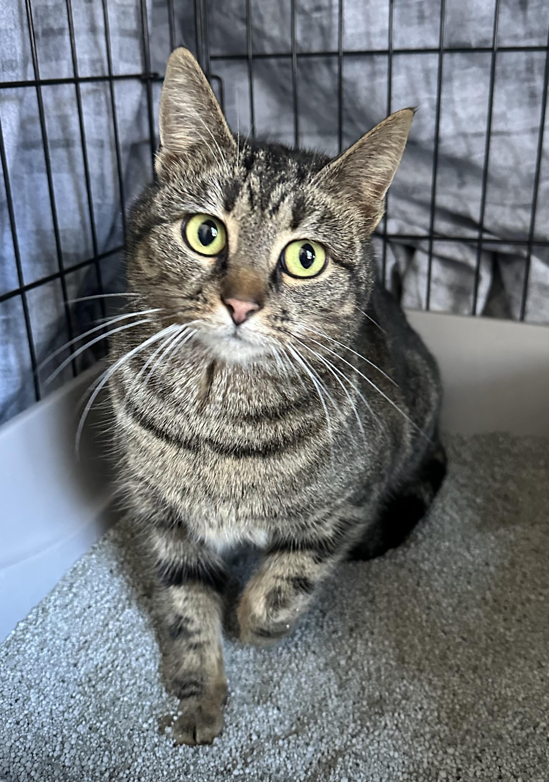 Pollyanna, Adoptable, Young Female Tabby.
