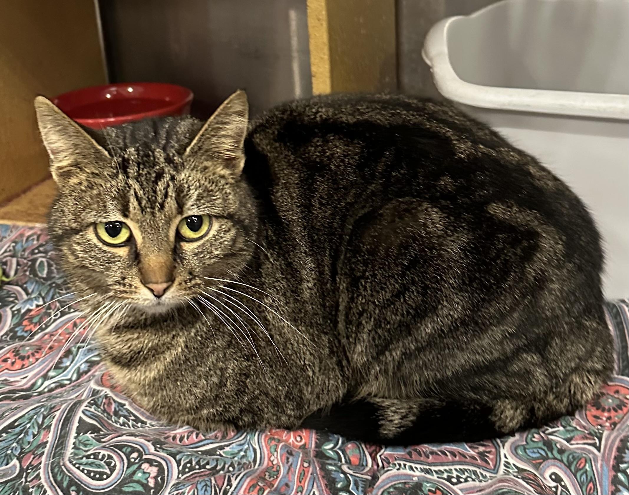 Pollyanna, a Adoptable Tabby in Morganton, NC image 2/2