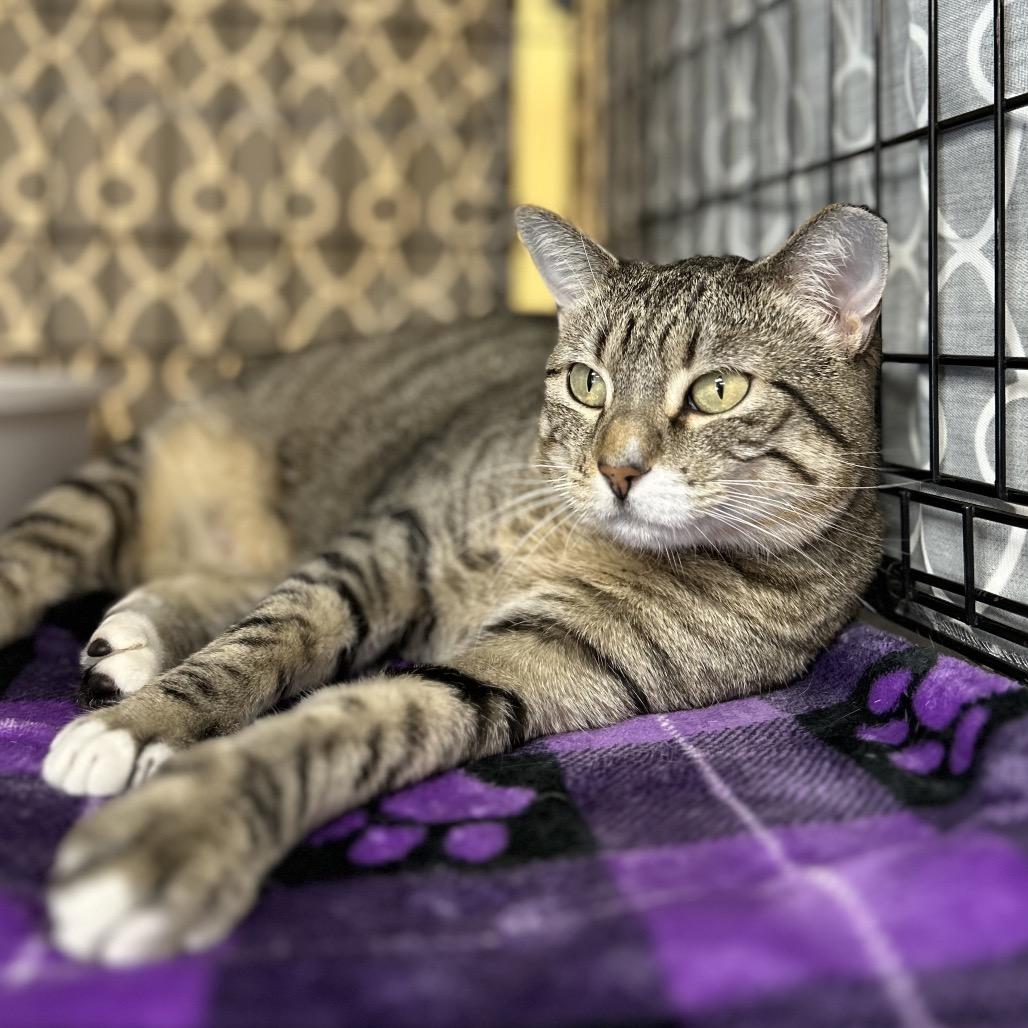 Enlarge Poppy, a Adoptable mixed breed in Bountiful, UT image 1/6