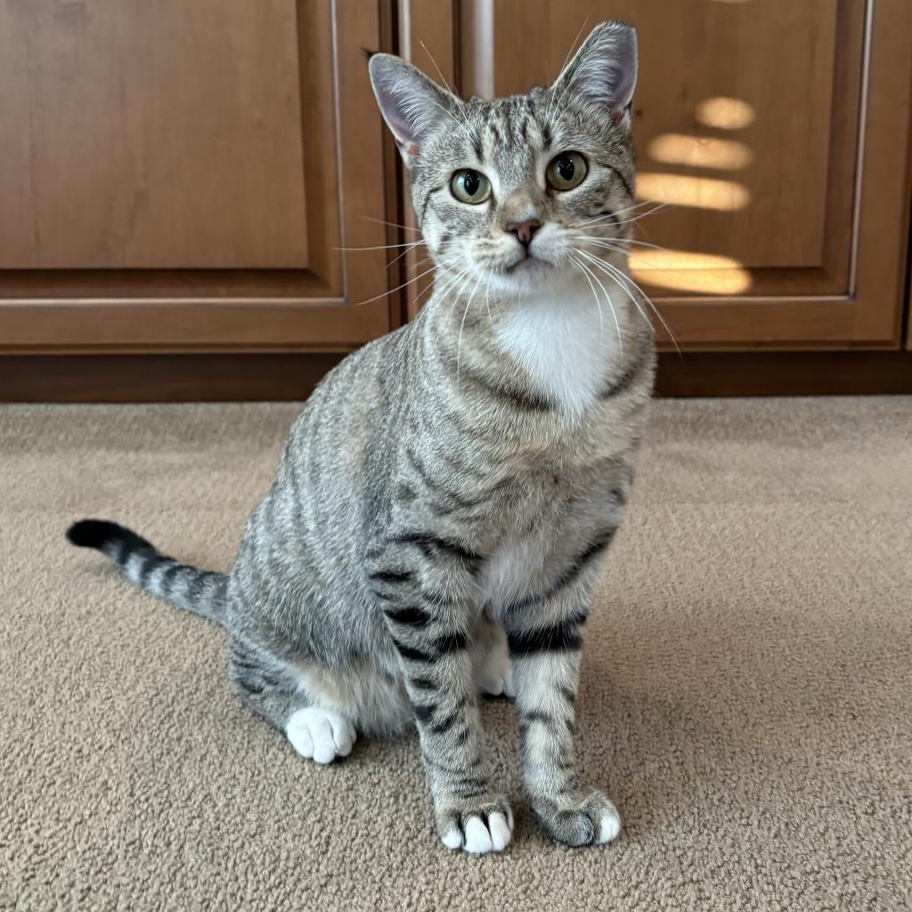 Poppy, Adoptable, Adult Female Egyptian Mau & Domestic Short Hair.