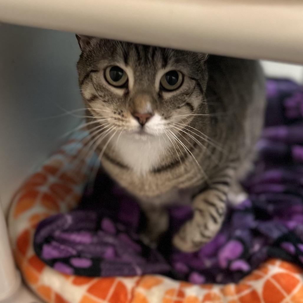 Enlarge Poppy, a Adoptable mixed breed in Bountiful, UT image 4/6