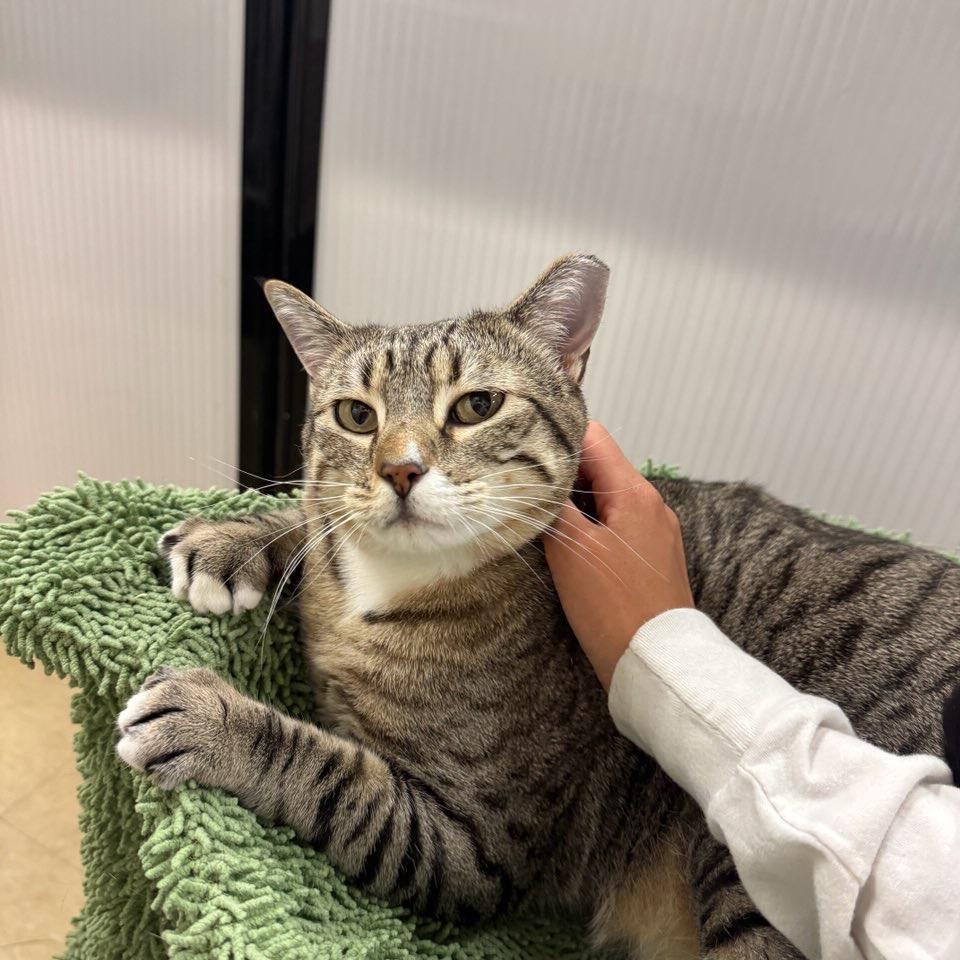 Enlarge Poppy, a Adoptable mixed breed in Bountiful, UT image 3/3
