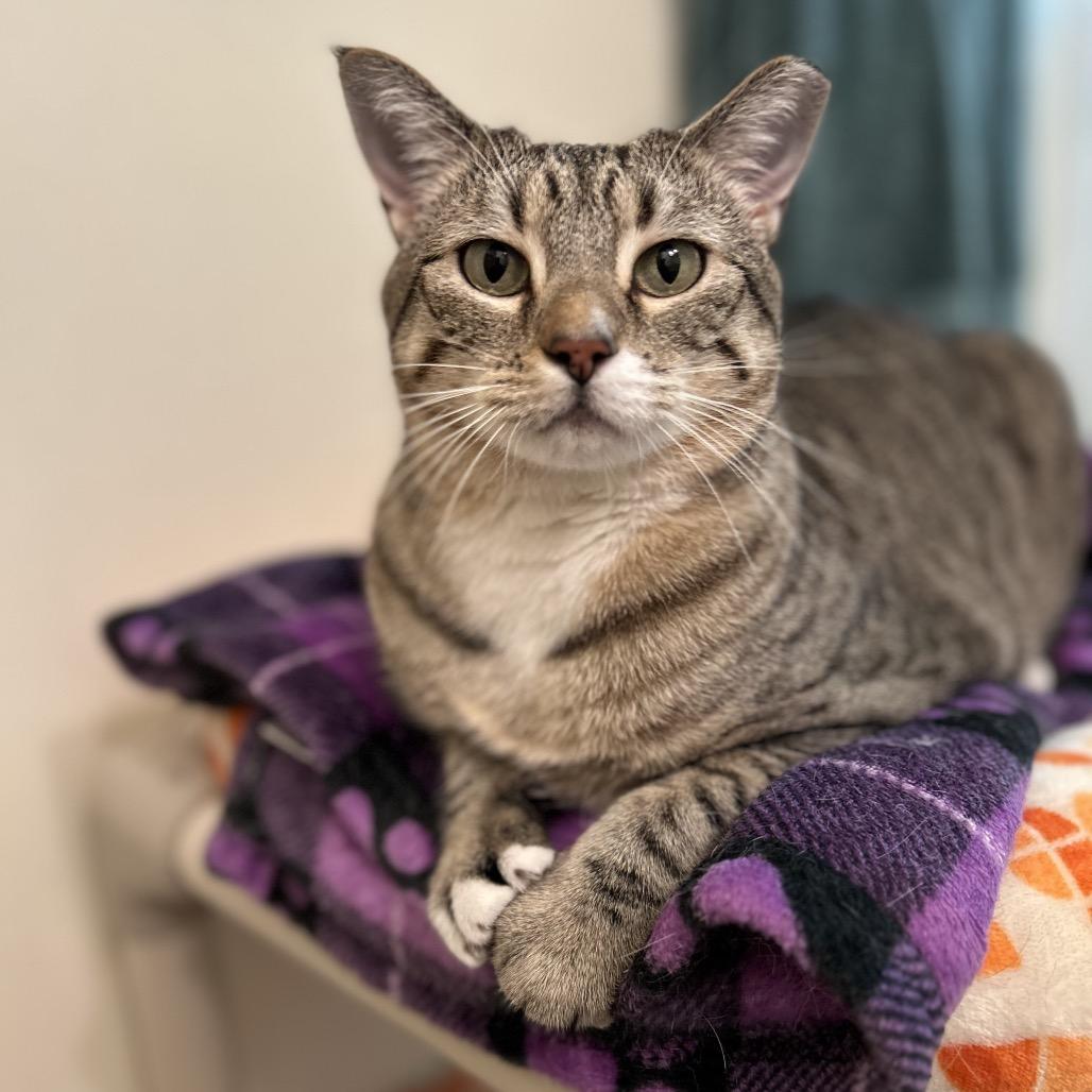 Enlarge Poppy, a Adoptable mixed breed in Bountiful, UT image 6/6