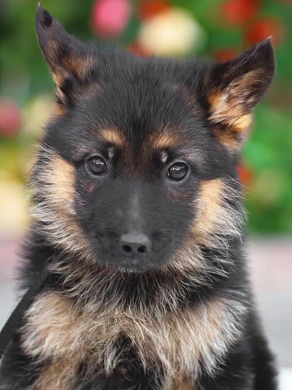 *Gypsy von Brockel , an adopted mixed breed in Los Angeles, CA image 1/3