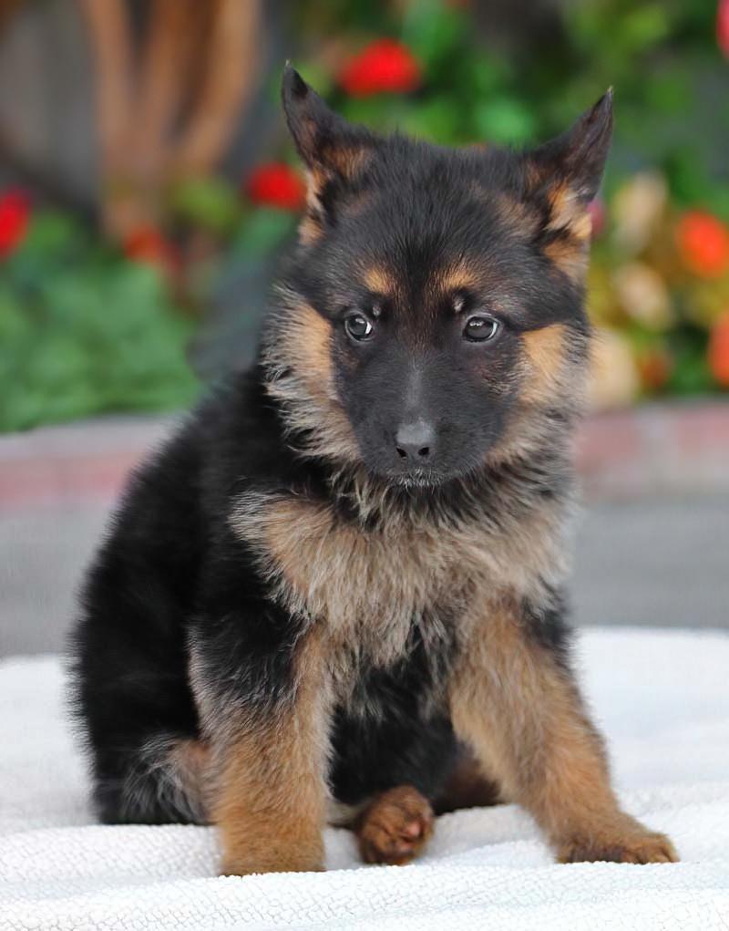 *Gypsy von Brockel , an adopted mixed breed in Los Angeles, CA image 3/3