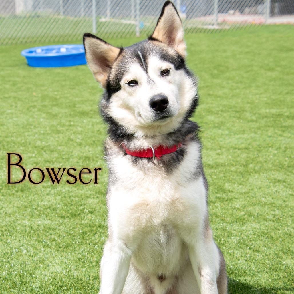 Enlarge Bowser, a Adoptable Husky in Parkersburg, WV image 1/2