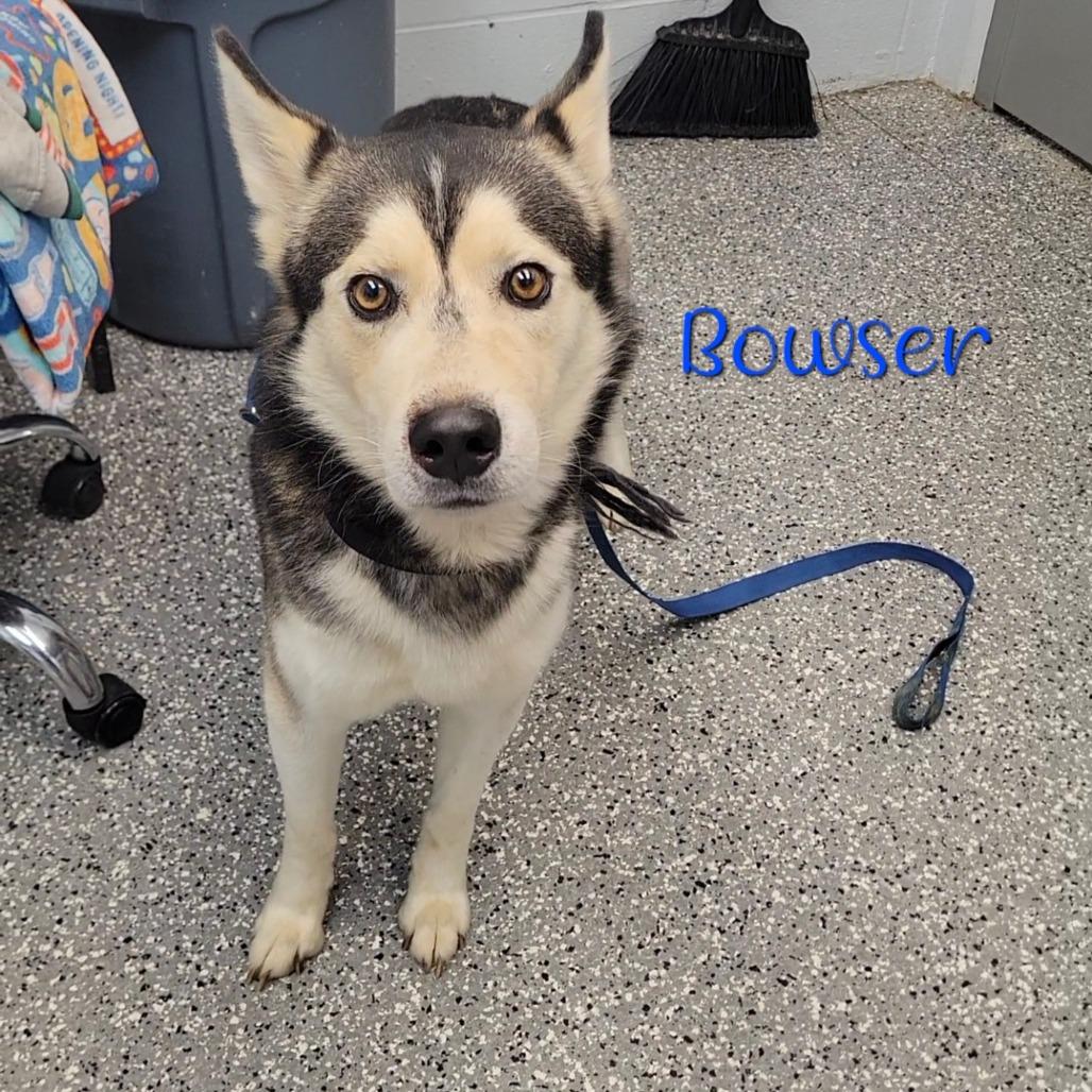 Enlarge Bowser, a Adoptable Husky in Parkersburg, WV image 2/2