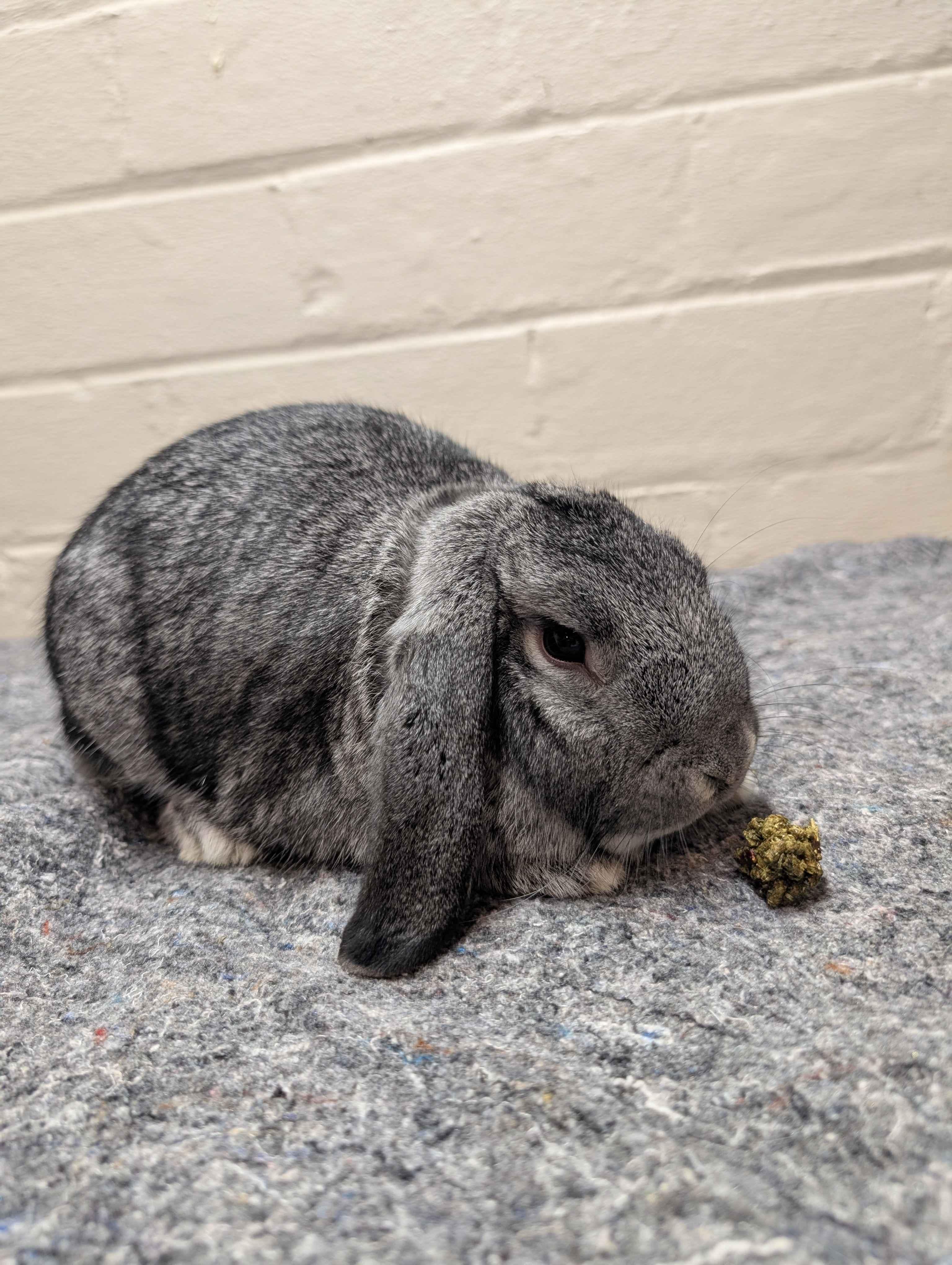 Enlarge Oregano, a ADOPTABLE Holland Lop in Canal Fulton, OH image 1/1