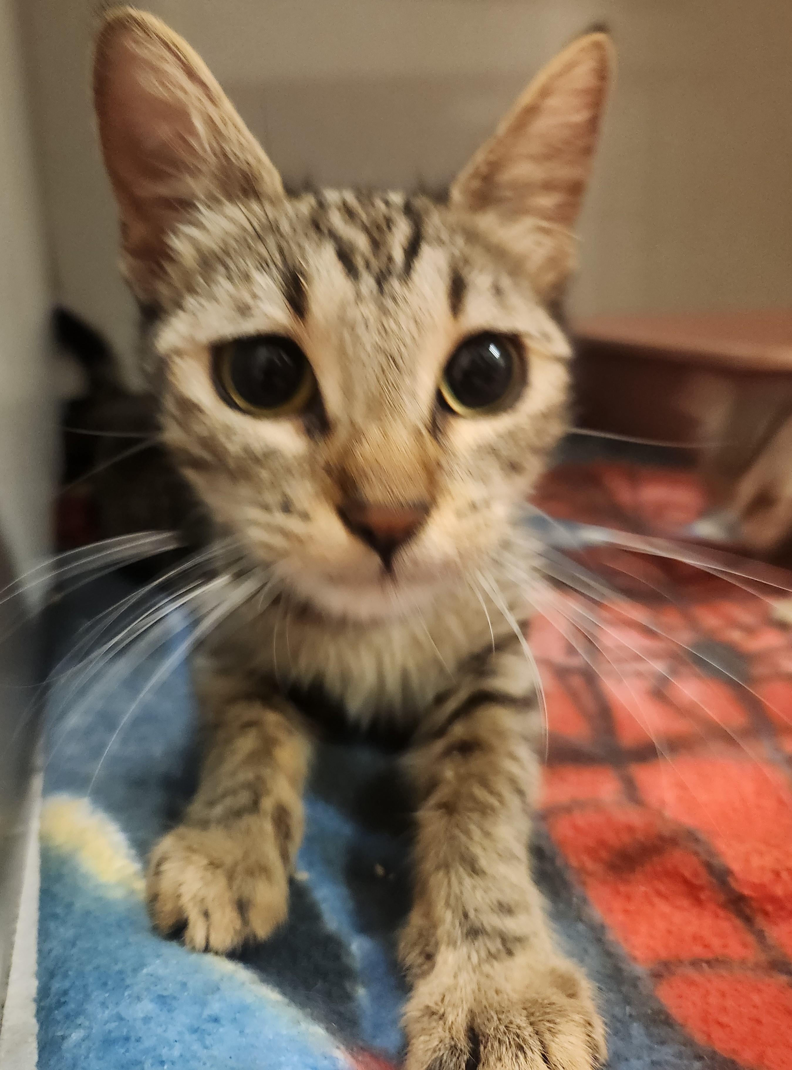 Mei Fun, Adoptable, Adult Female Domestic Short Hair.