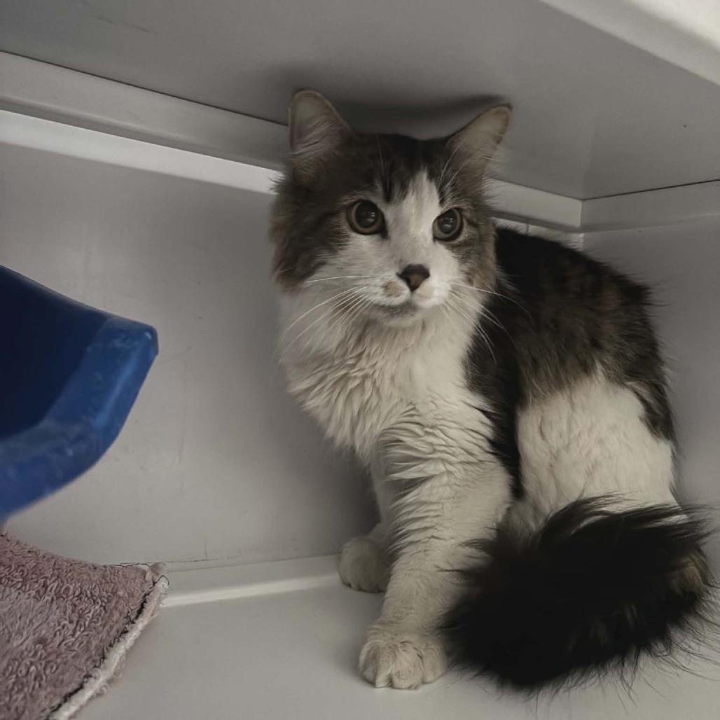 Sting, Adoptable, Adult Male Domestic Long Hair.