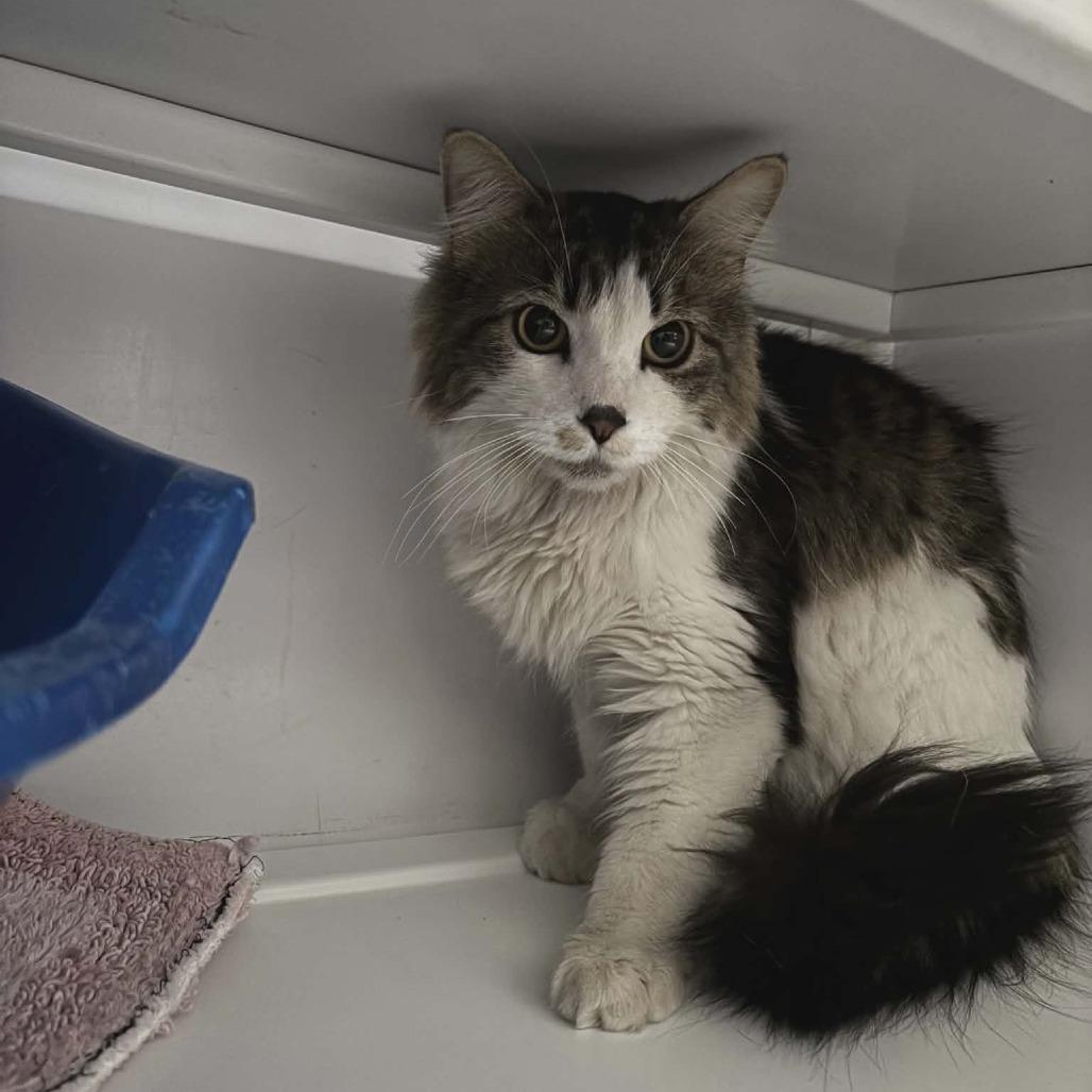 Sting, a Adoptable Domestic Long Hair in Las Cruces, NM image 2/2