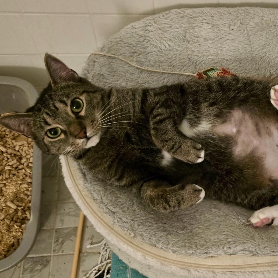 Enlarge Skylar, a Adoptable Domestic Short Hair in Tampa, FL image 2/2