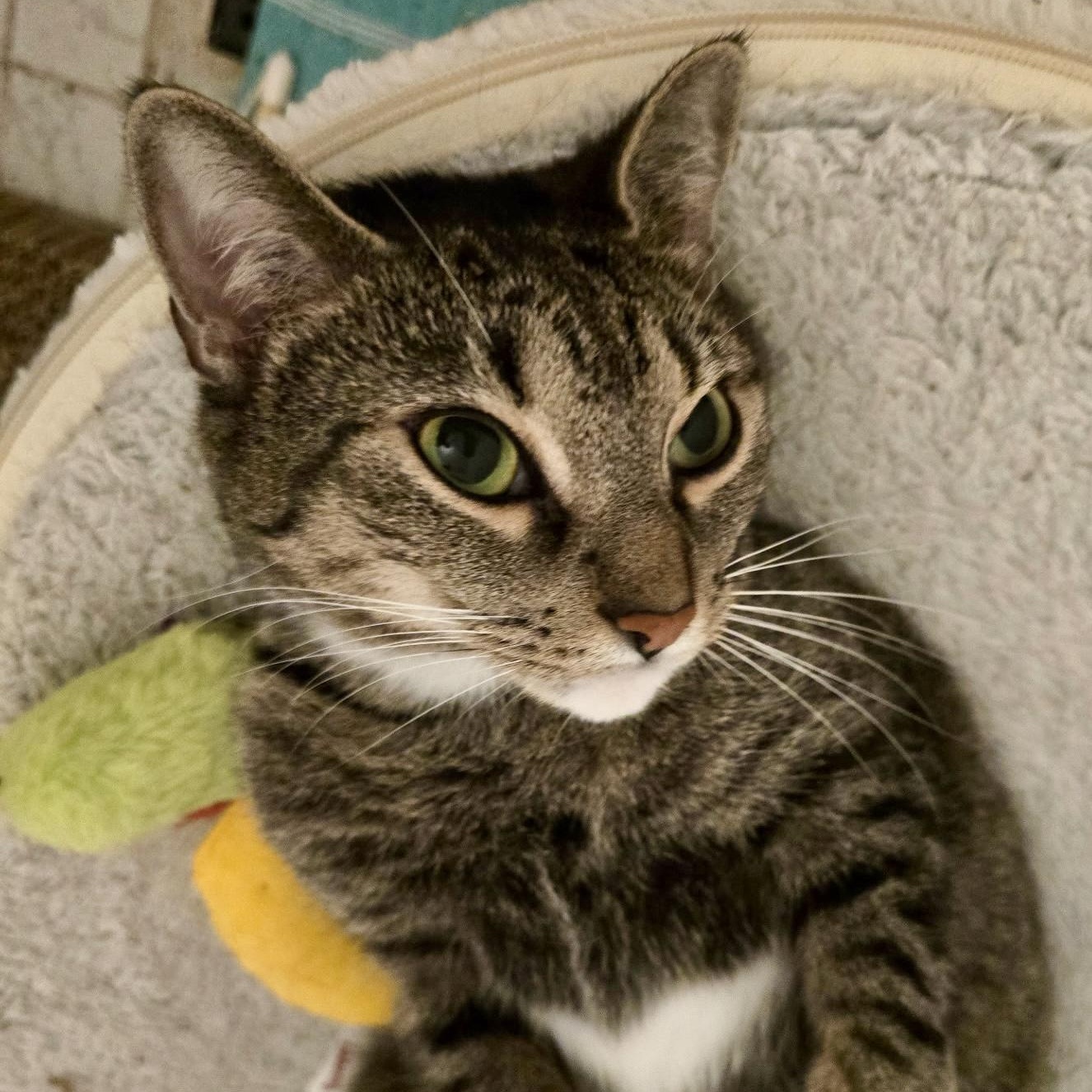 Enlarge Skylar, a Adoptable Domestic Short Hair in Tampa, FL image 1/2