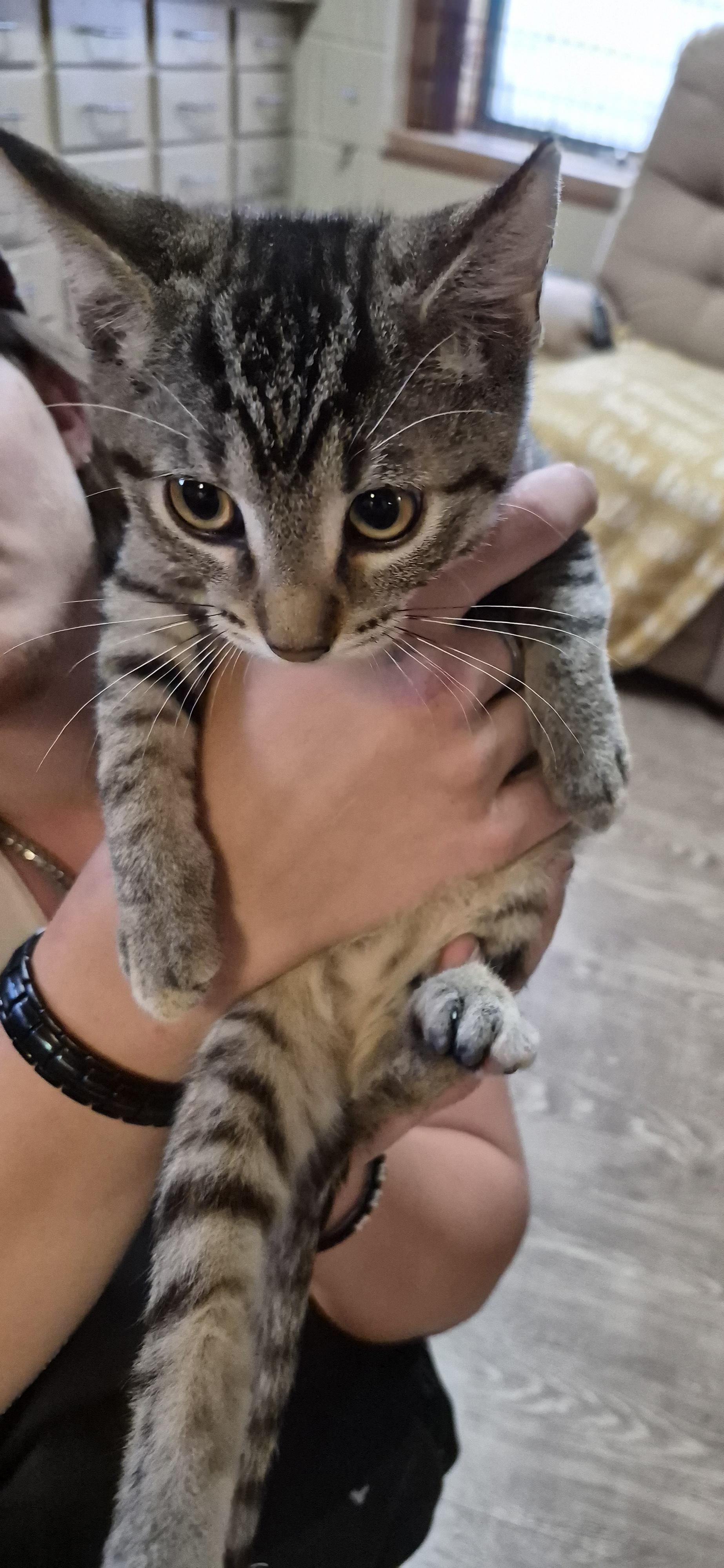 NYSSA