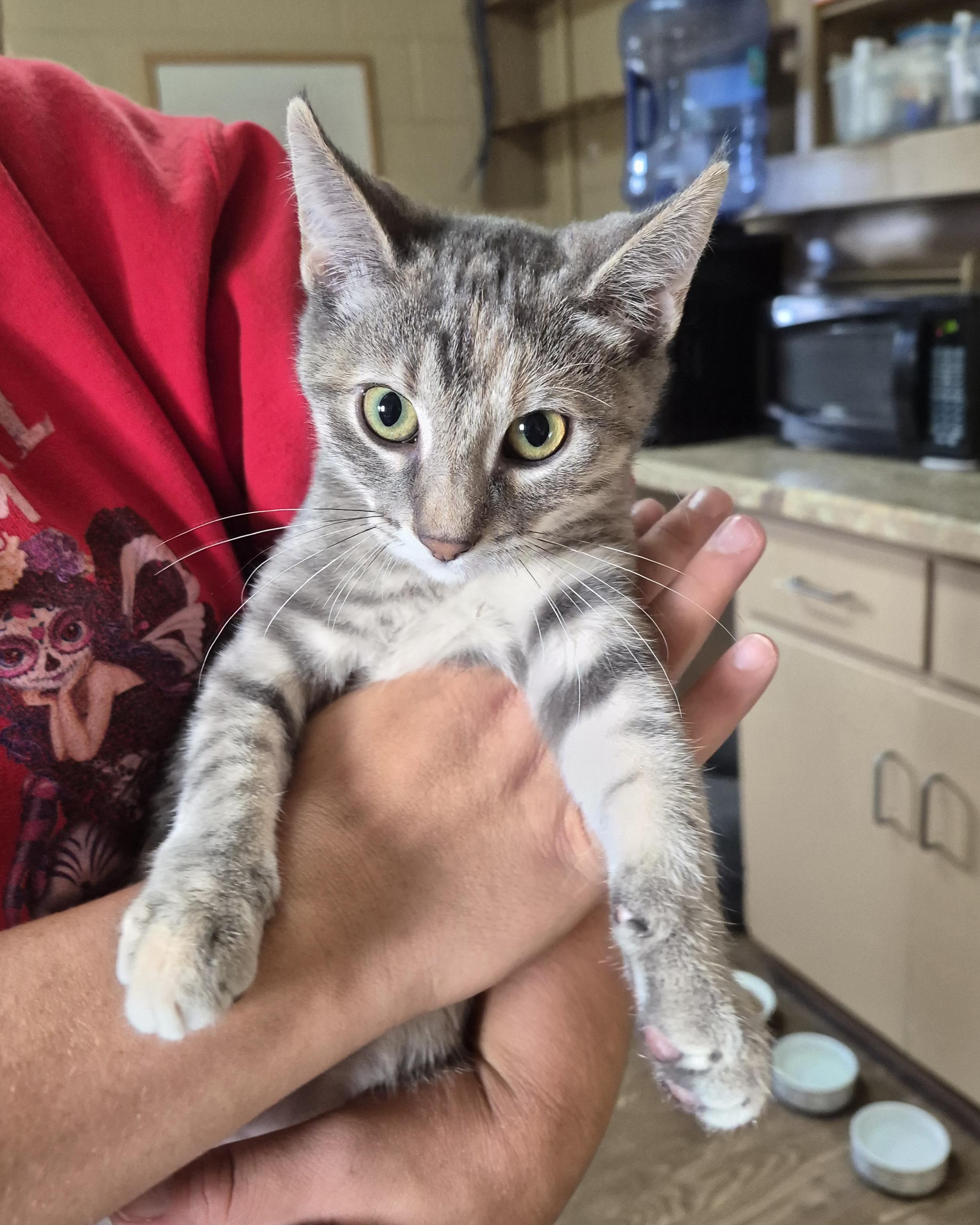 Enlarge NYSSA, a Adoptable Domestic Short Hair in Owatonna, MN image 2/4