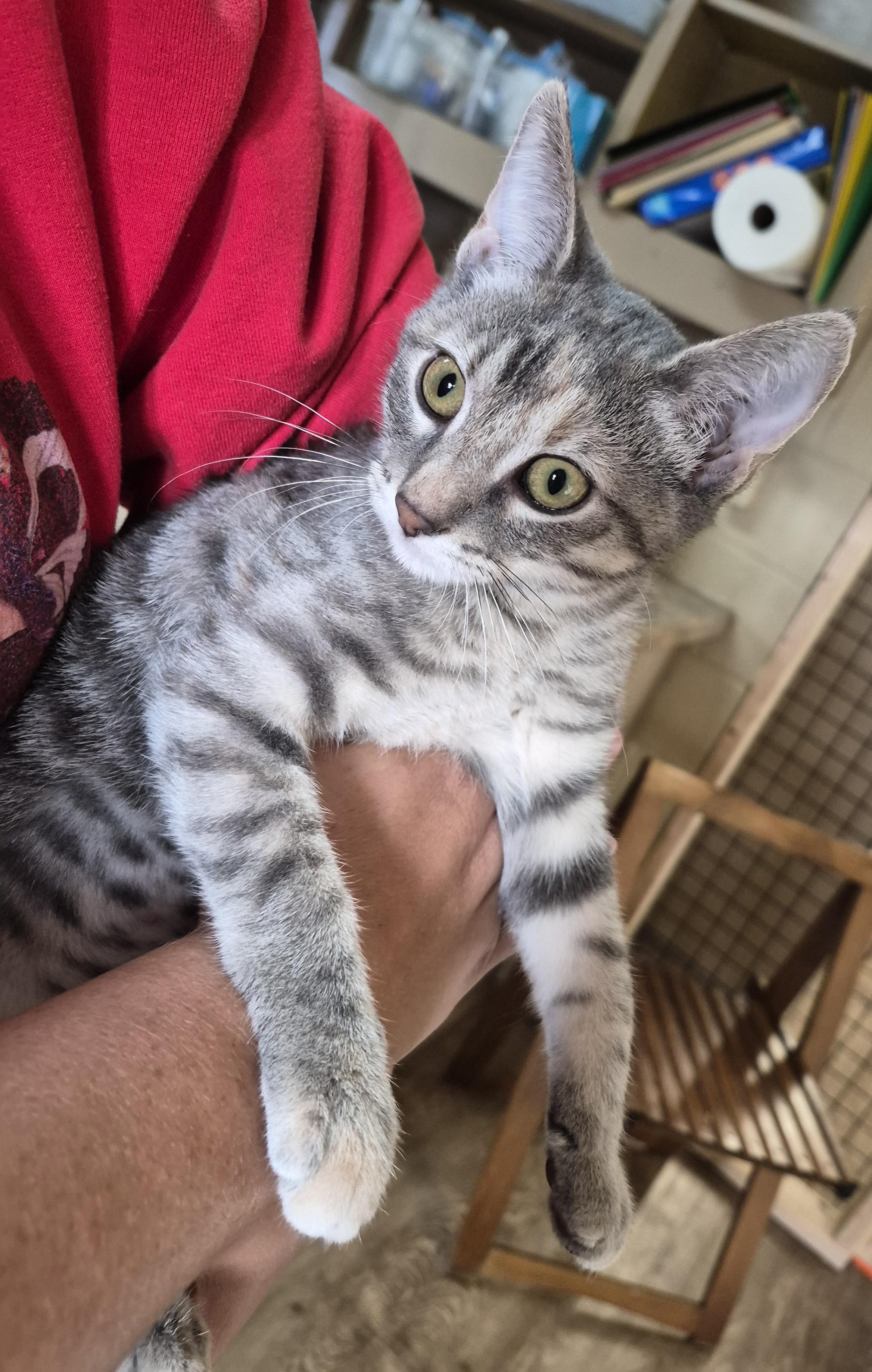 Enlarge NYSSA, a Adoptable Domestic Short Hair in Owatonna, MN image 4/4