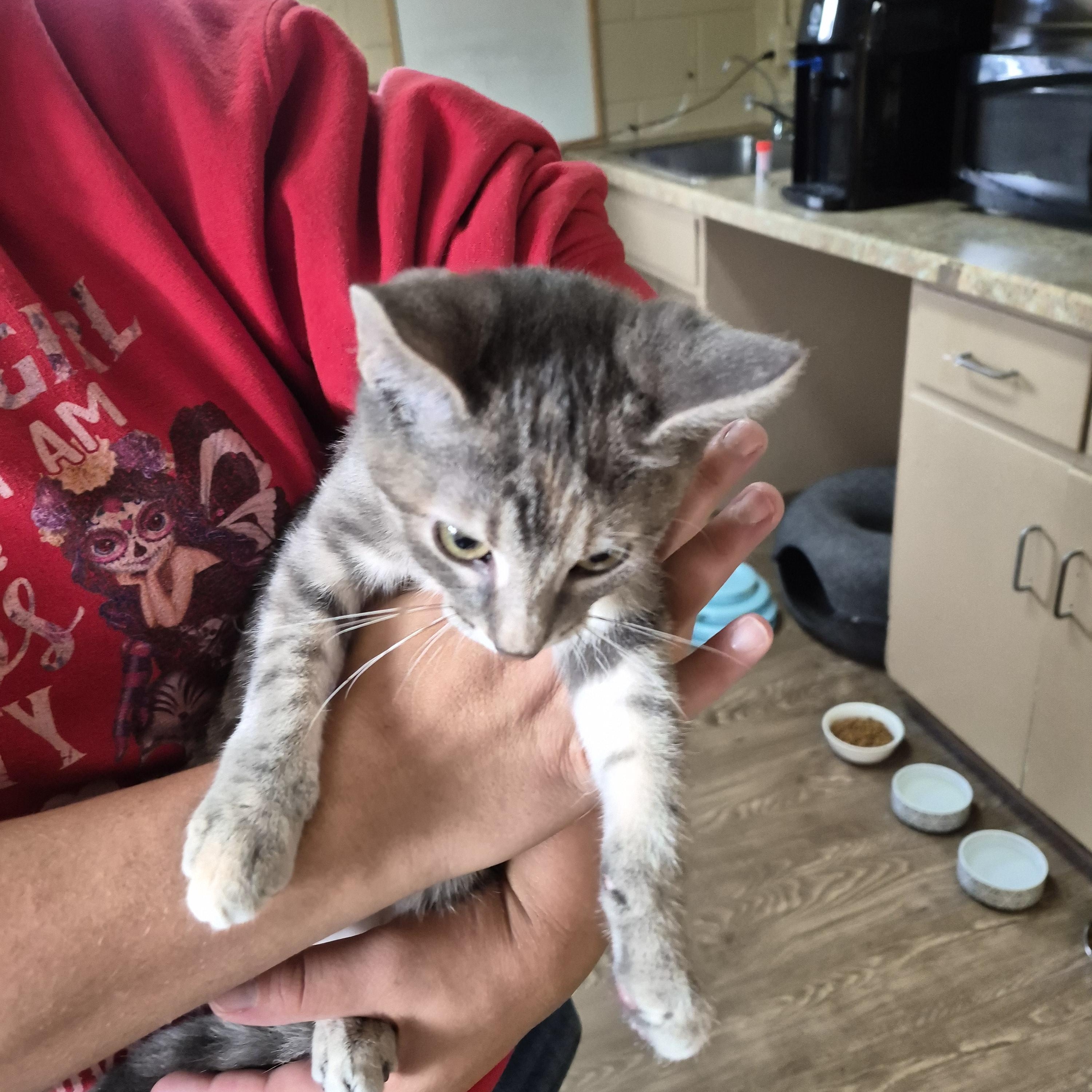 Enlarge NYSSA, a Adoptable Domestic Short Hair in Owatonna, MN image 3/4