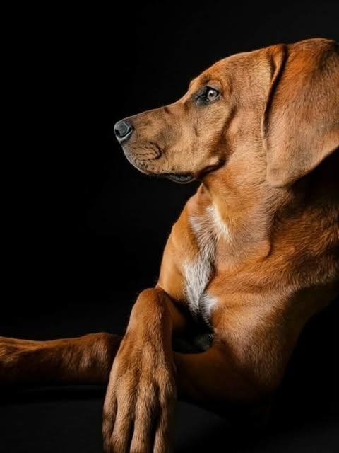 Carmel, ADOPTABLE, Adult Female Redbone Coonhound.