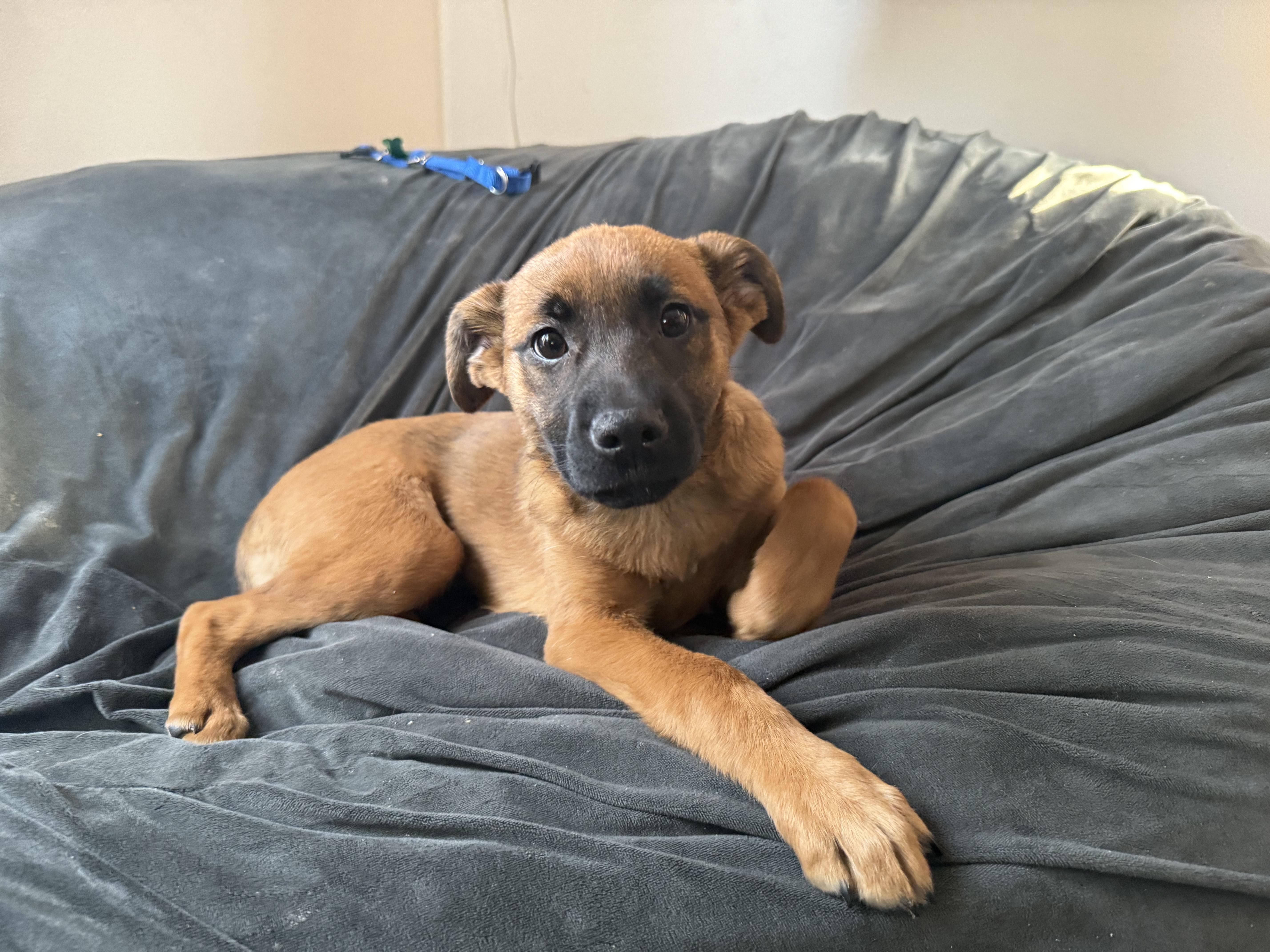 Janice, adopted, Puppy Female Mixed Breed.