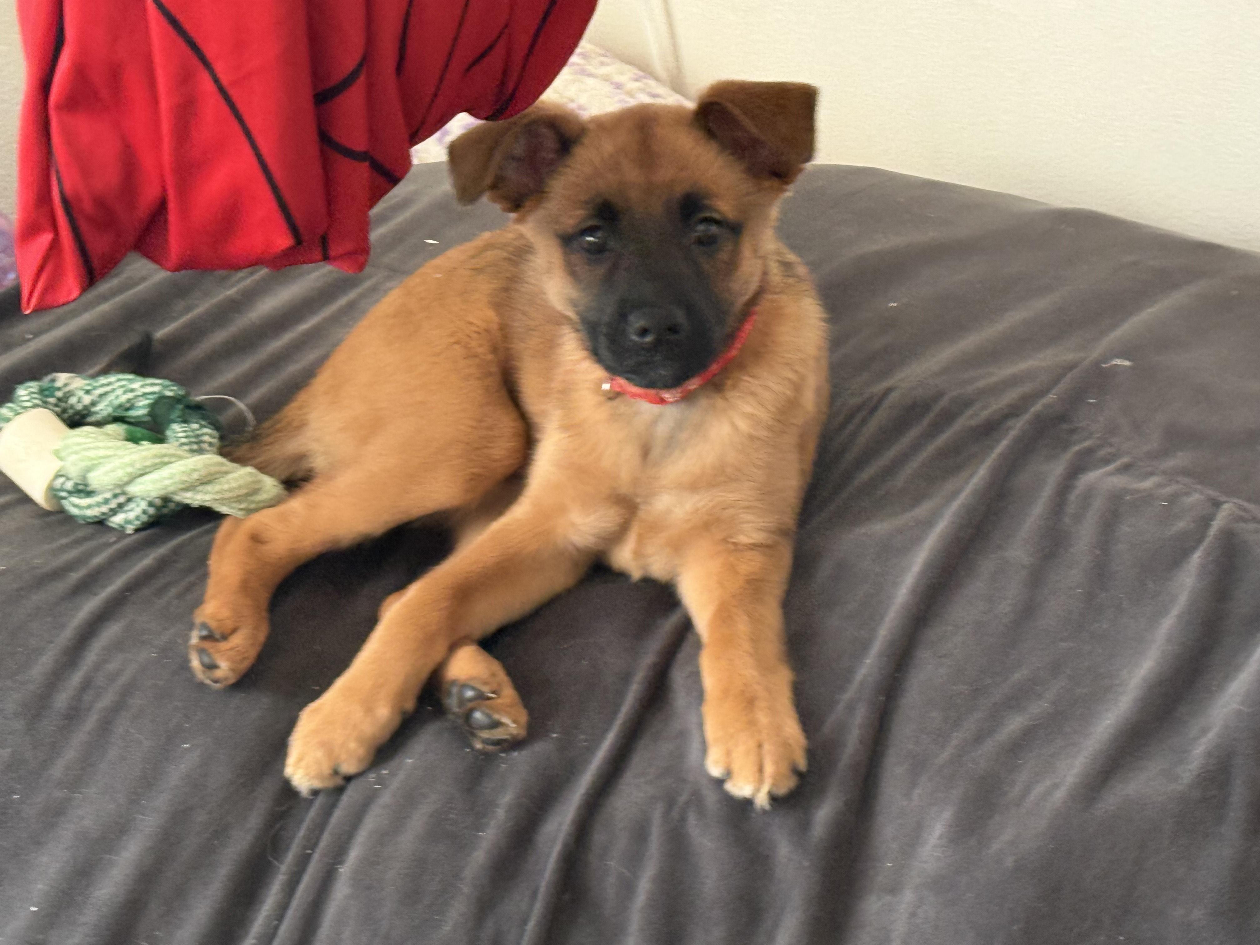 Enlarge Janice, an adopted mixed breed in Sioux Falls, SD image 3/3