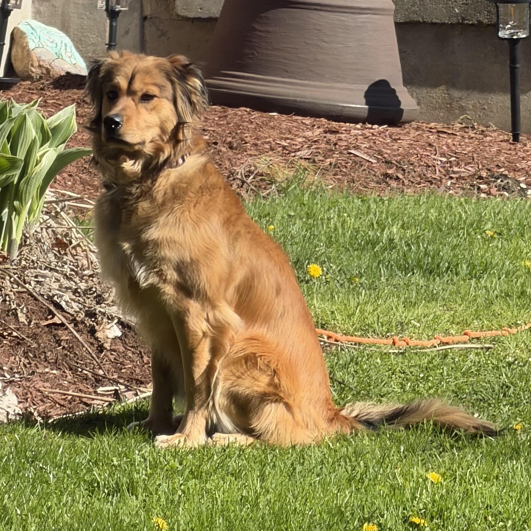 Enlarge Bailey - PENDING ADOPTION, an adopted mixed breed in Farmington, CT image 3/5