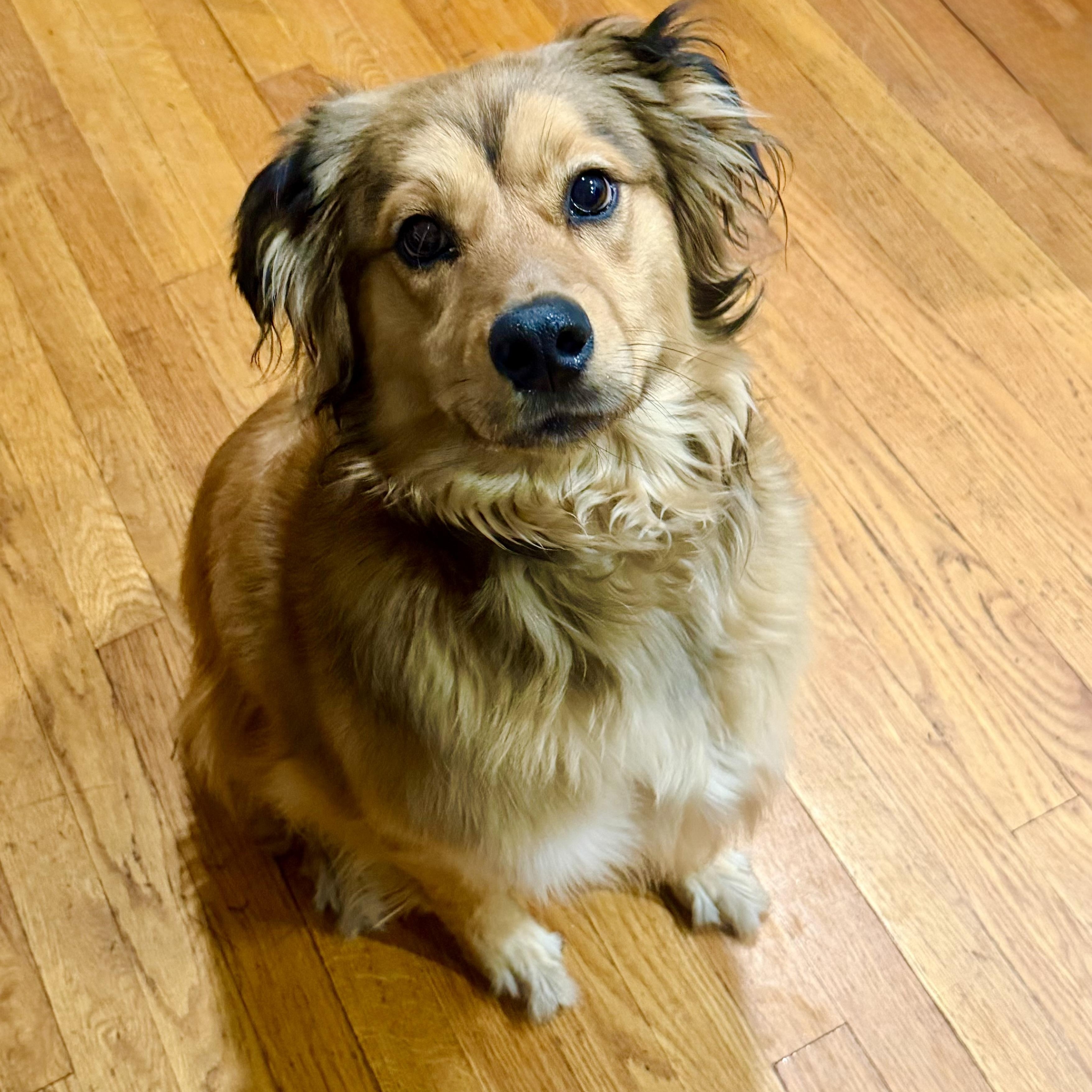 Enlarge Bailey - PENDING ADOPTION, an adopted mixed breed in Farmington, CT image 1/5
