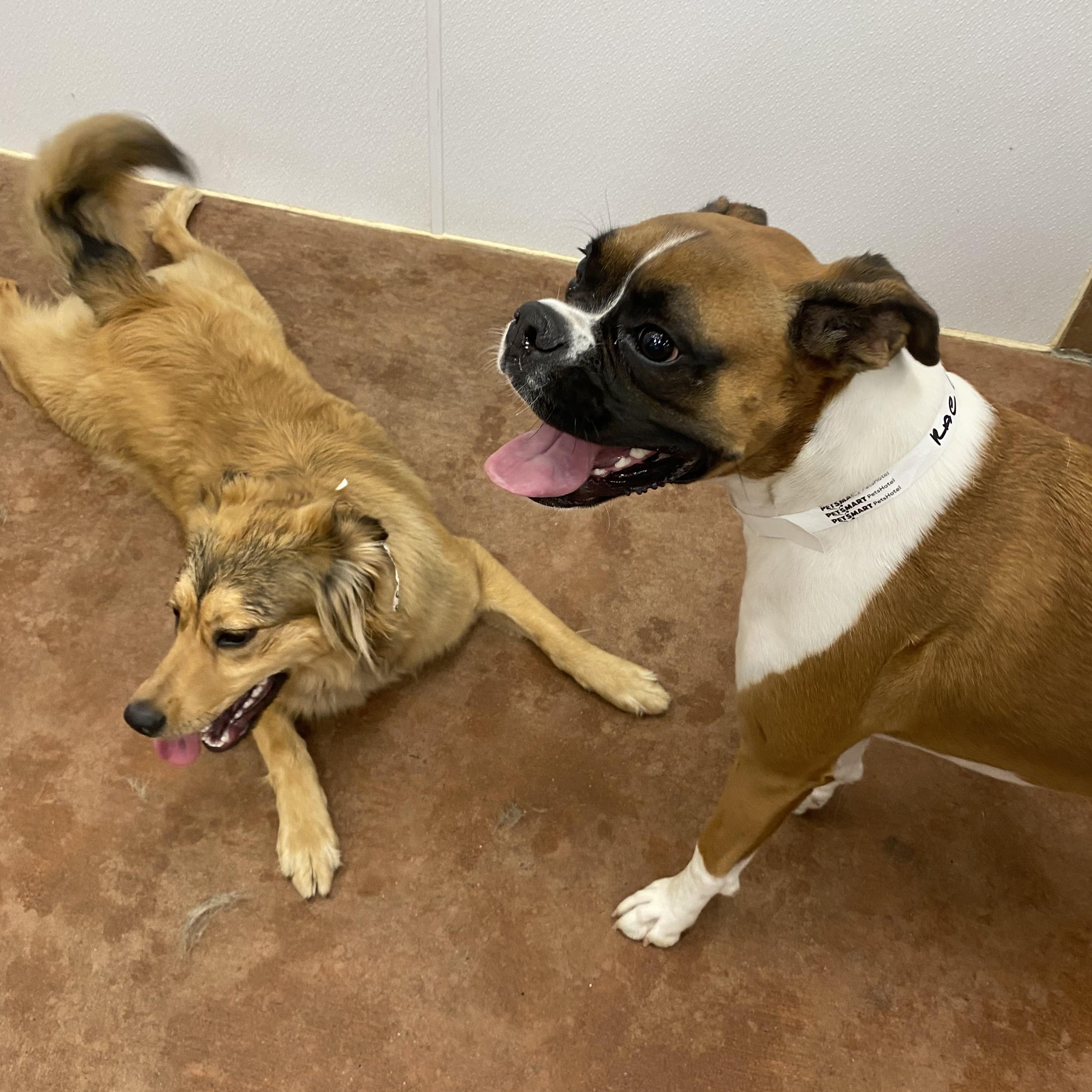 Enlarge Bailey - PENDING ADOPTION, an adopted mixed breed in Farmington, CT image 2/5