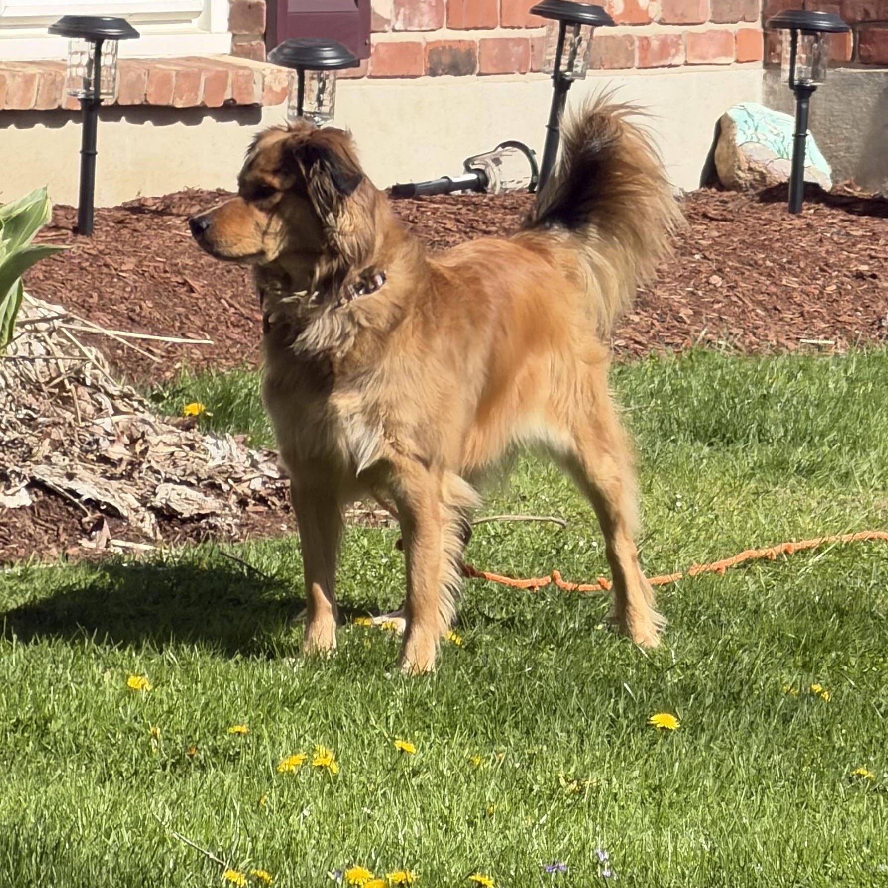 Enlarge Bailey - PENDING ADOPTION, an adopted mixed breed in Farmington, CT image 4/5