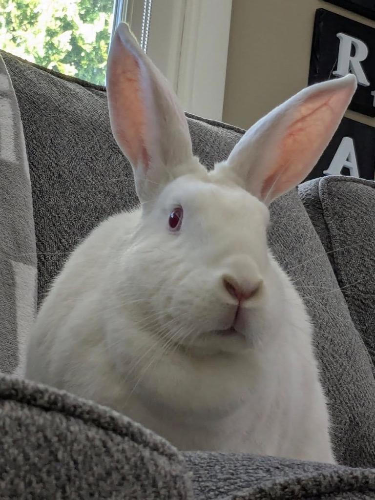 Enlarge Margot, a Adoptable New Zealand in Libertyville, IL image 1/5