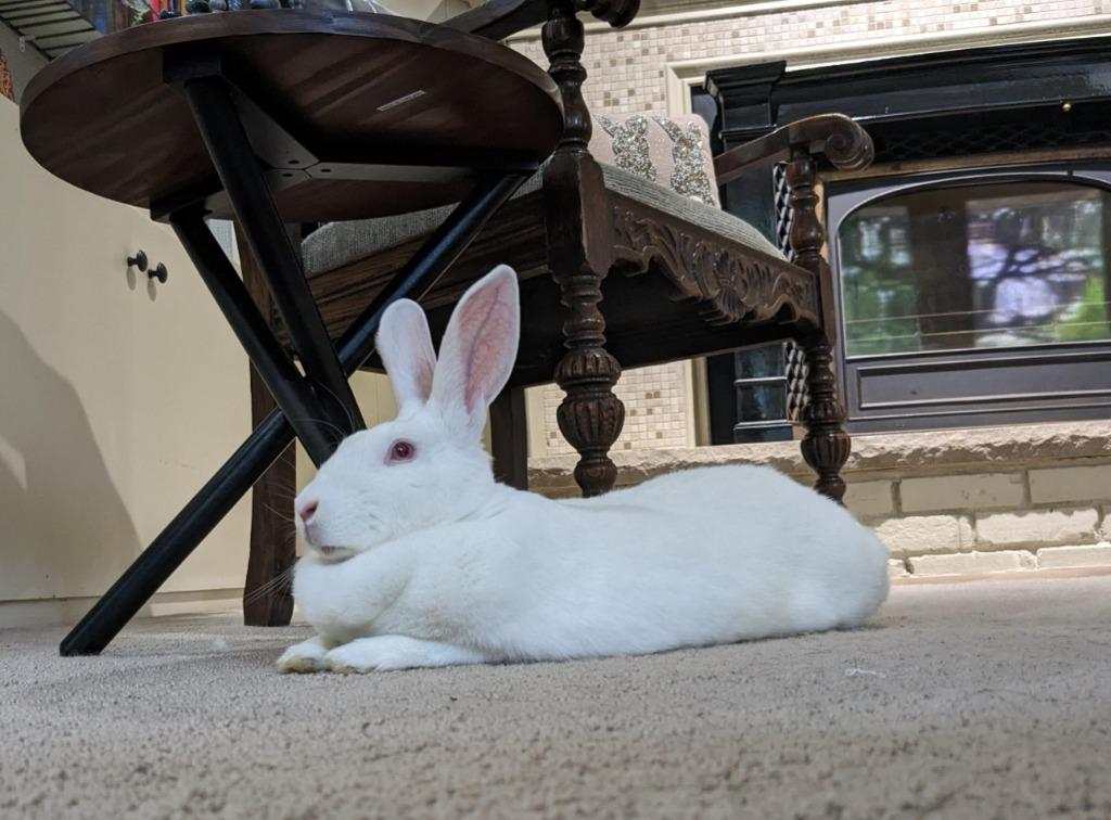 Enlarge Margot, a Adoptable New Zealand in Libertyville, IL image 2/5