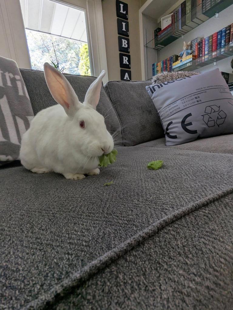 Enlarge Margot, a Adoptable New Zealand in Libertyville, IL image 4/5